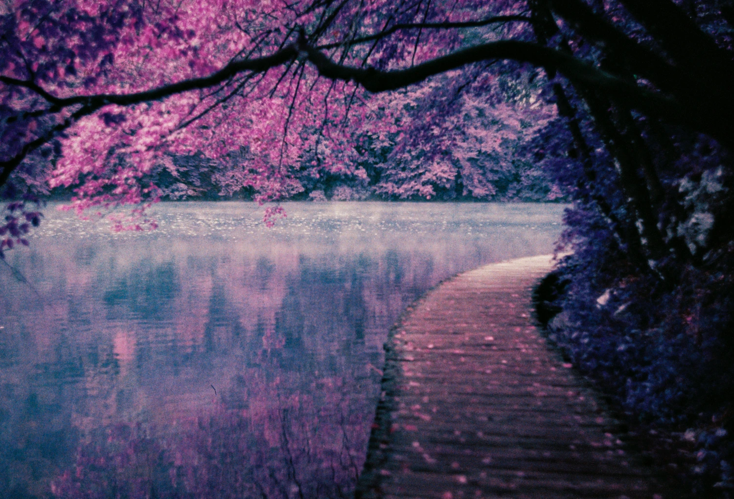 A Purple walk shot on Lomography LomoChrome Purple 100 with a Porst Compact Reflex SP, by Diego Osses