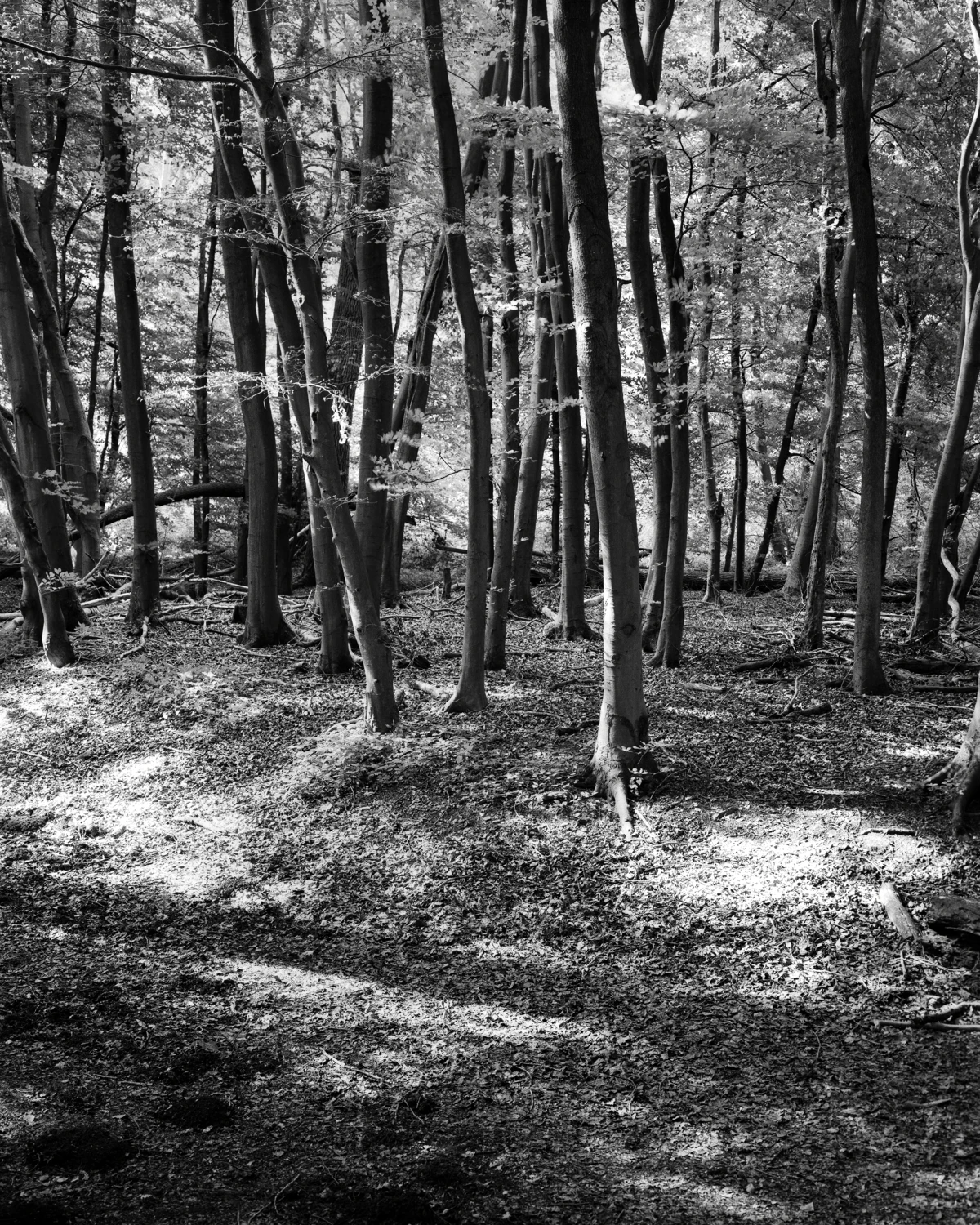 trees shot on Ilford HP5 Plus 400 with a Chamonix 45N-1, by Jack Crofts