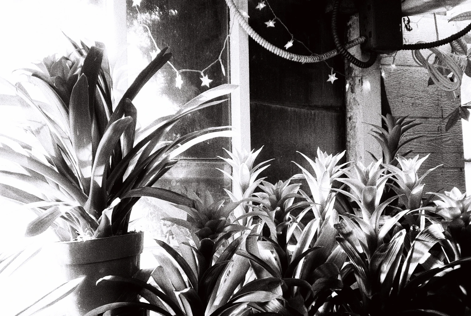 Nursery shot on Ilford HP5 Plus 400 with a Pentax Espio 140V, by Aki Wandering