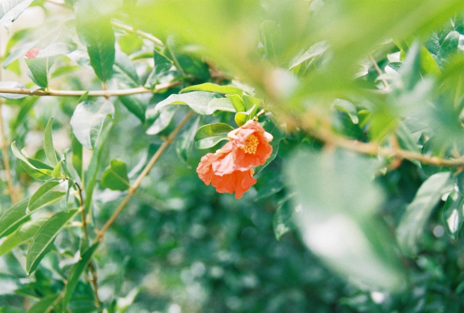 Flowering grapefruit shot on Kodak ColorPlus 200 with a Exakta HS-10, by Tipsy