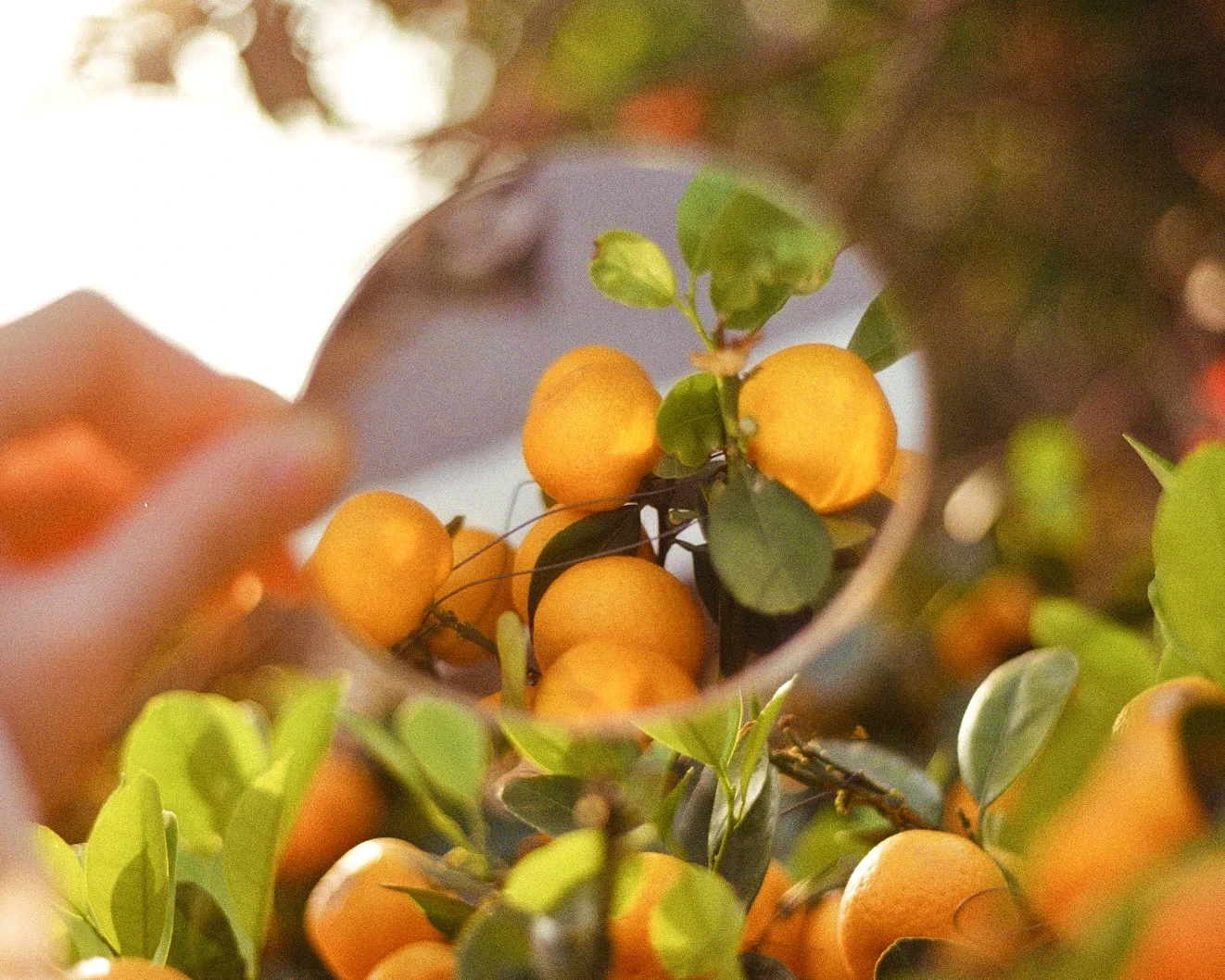 tangerines for good luck shot on Kodak Proimage 100 with a Minolta X-700, developed at Showa, by Prima Chan