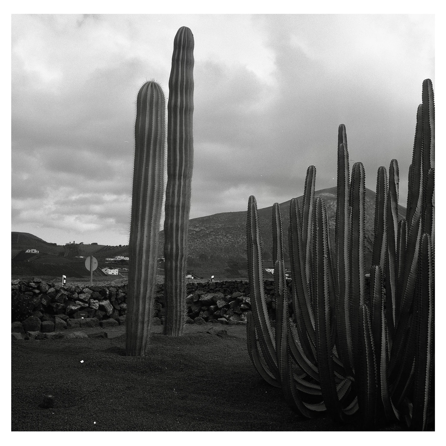 Cactus landscape shot on Ilford FP4 Plus 125 with a Rolleicord, by Alessandro Benevento