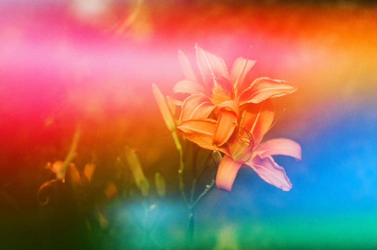 Orange Lily shot on Dubblefilm Jelly 200 with a Canon Rebel 2000, by Katie Mollon