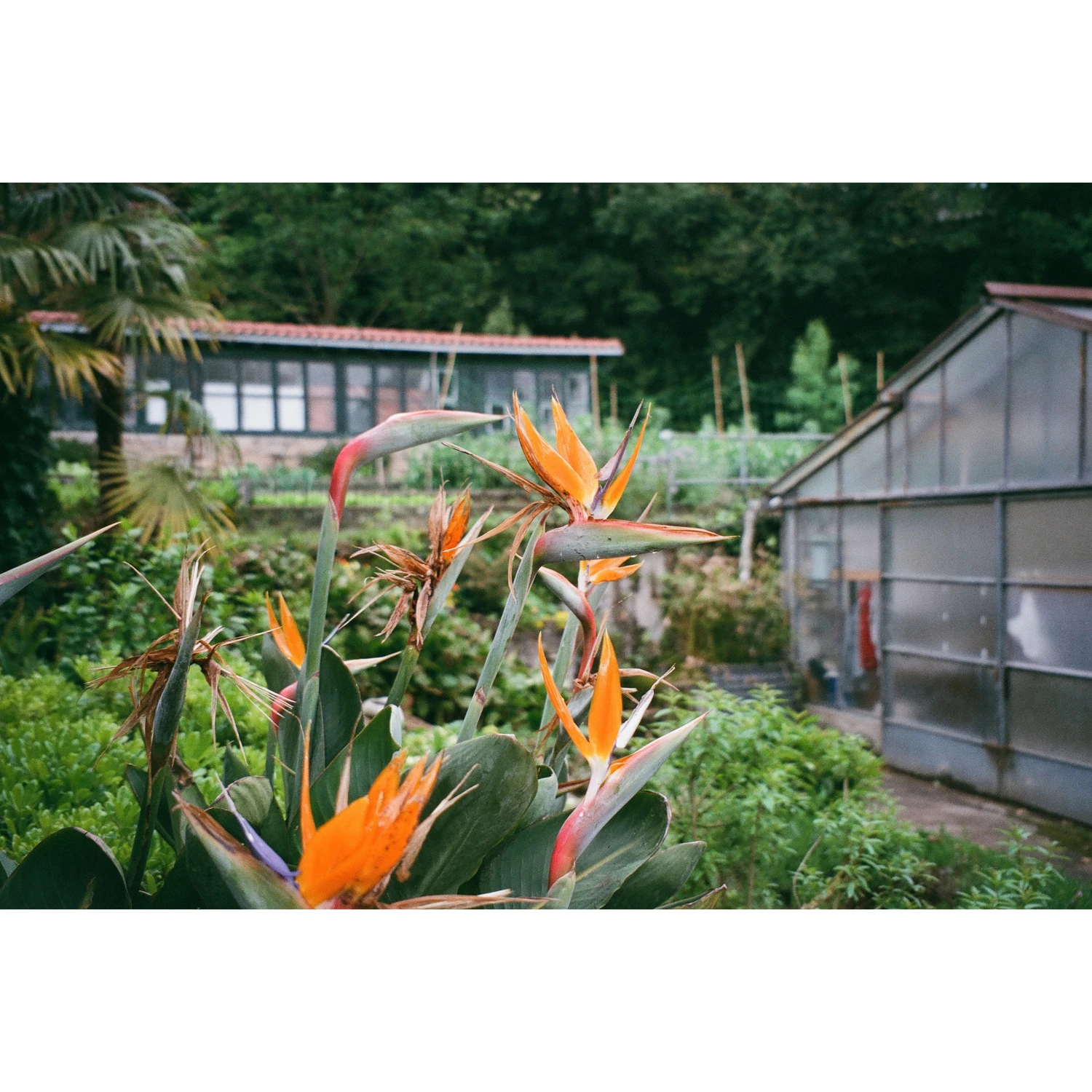 Birds of Paradise shot on Fujifilm Superia X-TRA 400 with a Olympus Infinity Stylus Epic, by Callie