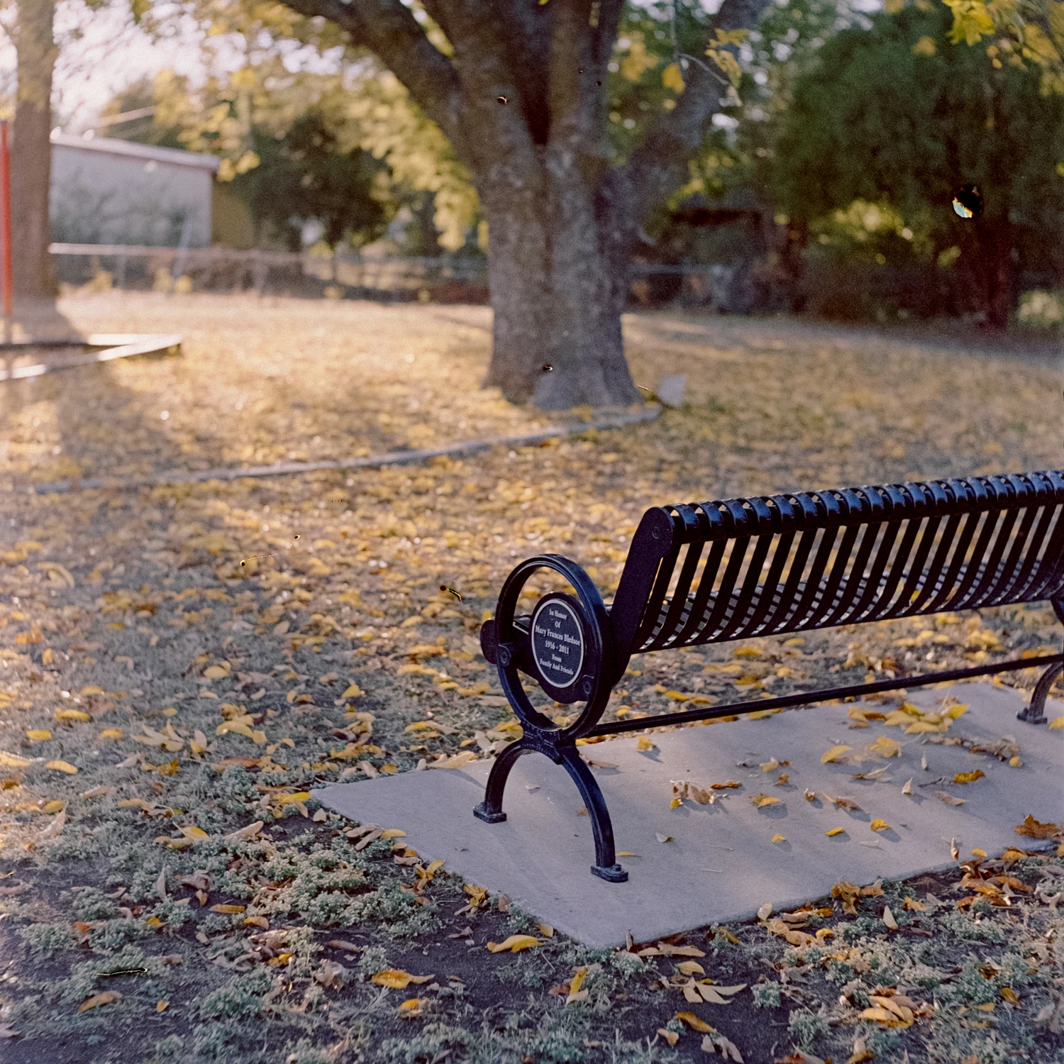 Bench shot on Kodak Portra 800 with a Mamiyaflex C2, by Cray