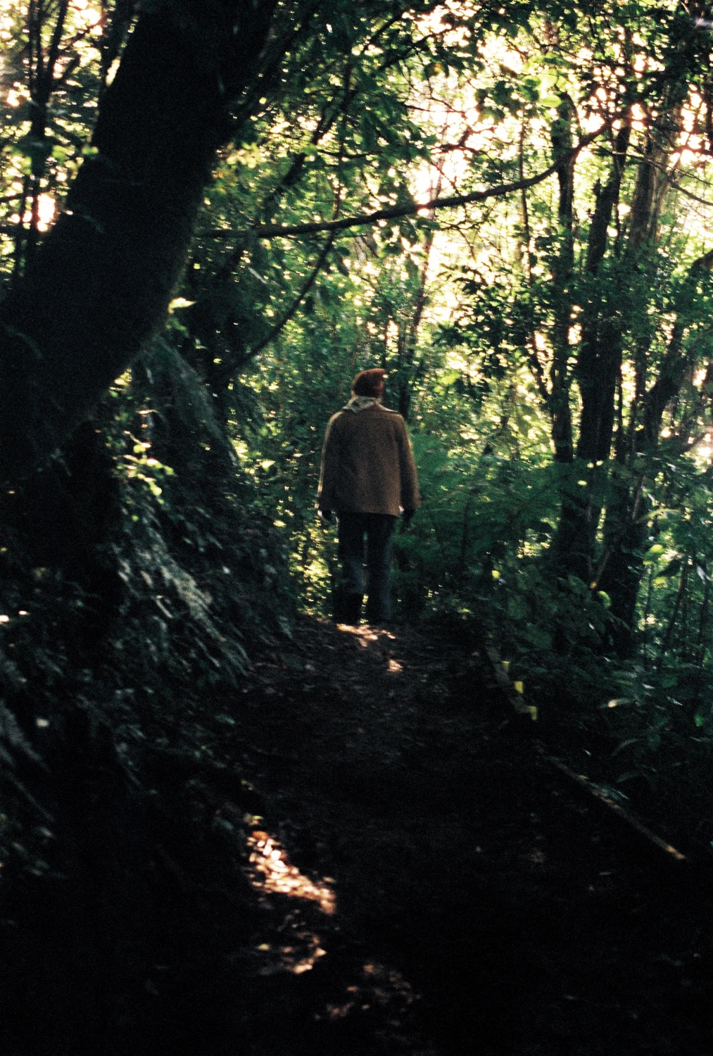 Zealandia Te Māra a Tāne #2 shot on Adox Color Mission 200 with a Ricoh KR-5 Super, by Rory Thorns