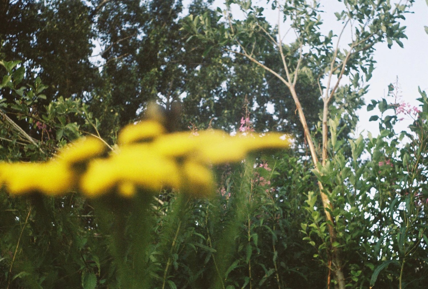 mind flowers shot on Kodak ColorPlus 200 with a Smena Symbol, by qleszka
