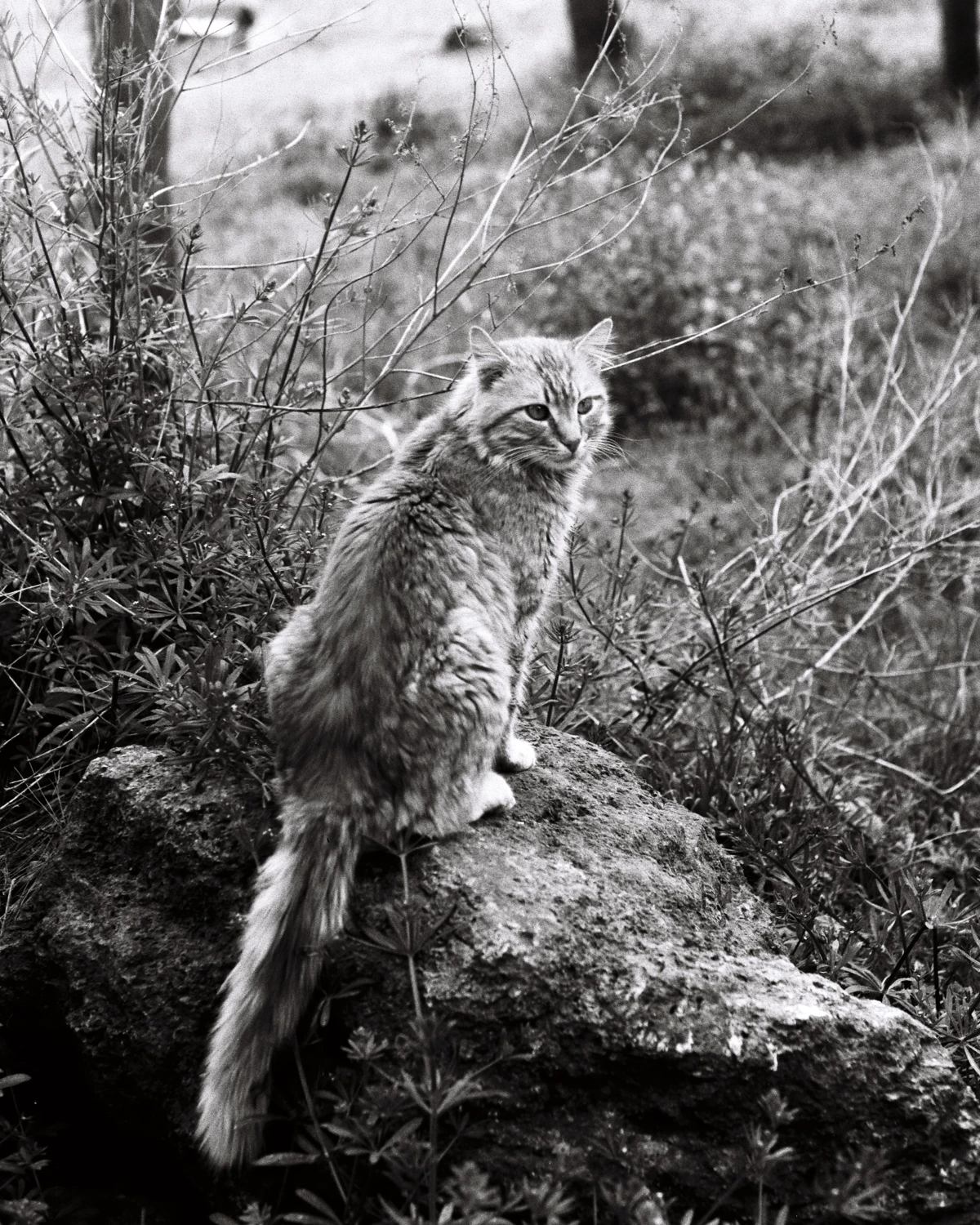 Call of the wild shot on Ilford Delta 100 with a Cosina CT1EX, by Barış K