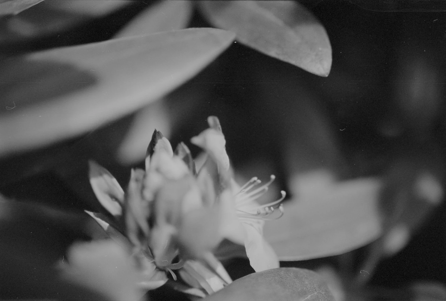 Flowers shot on Rollei Blackbird 64 with a Nikon F100, by Couuette