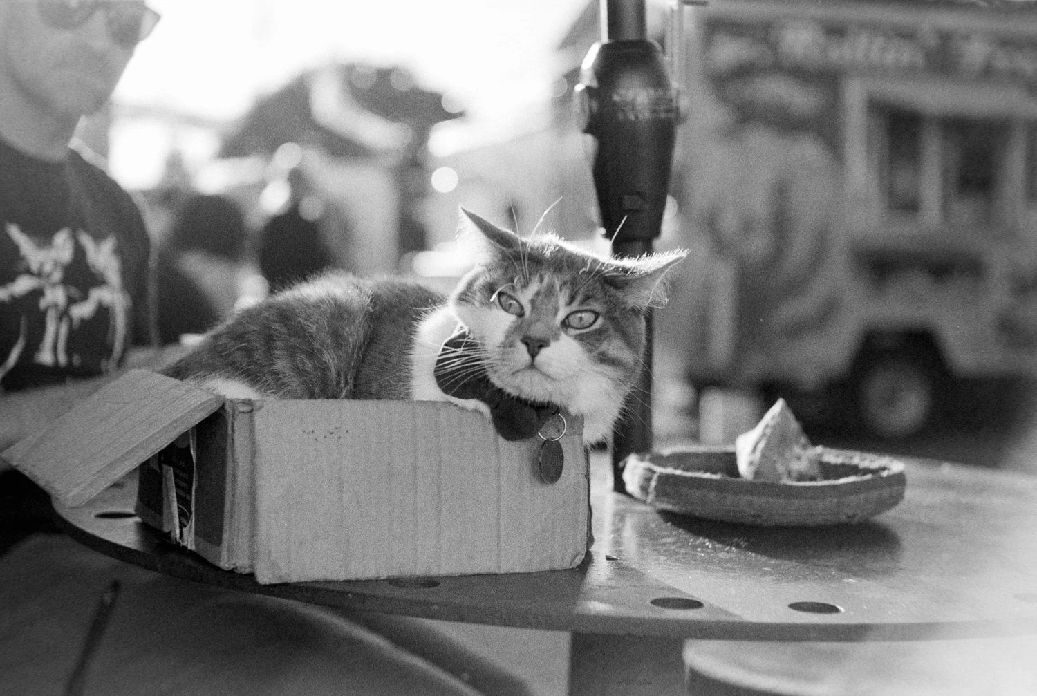 Cat in a box shot on Kosmo Foto Agent Shadow with a Nikon SP, by Squid