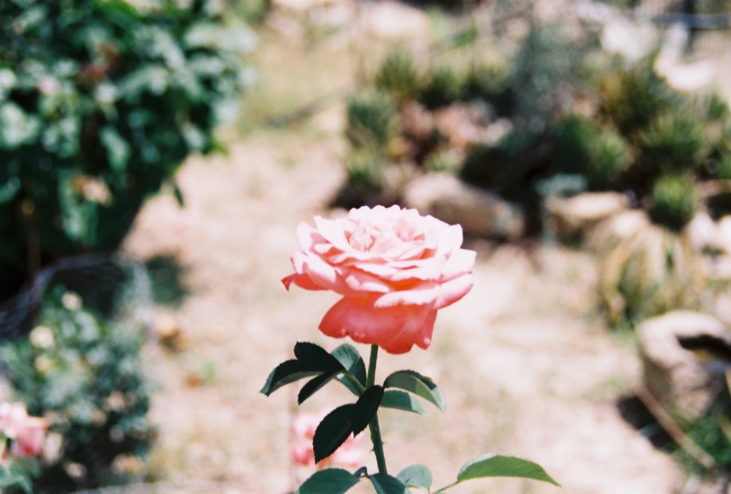 Mild roses shot on Kodak ColorPlus 200 with a Exakta HS-10, by Tipsy