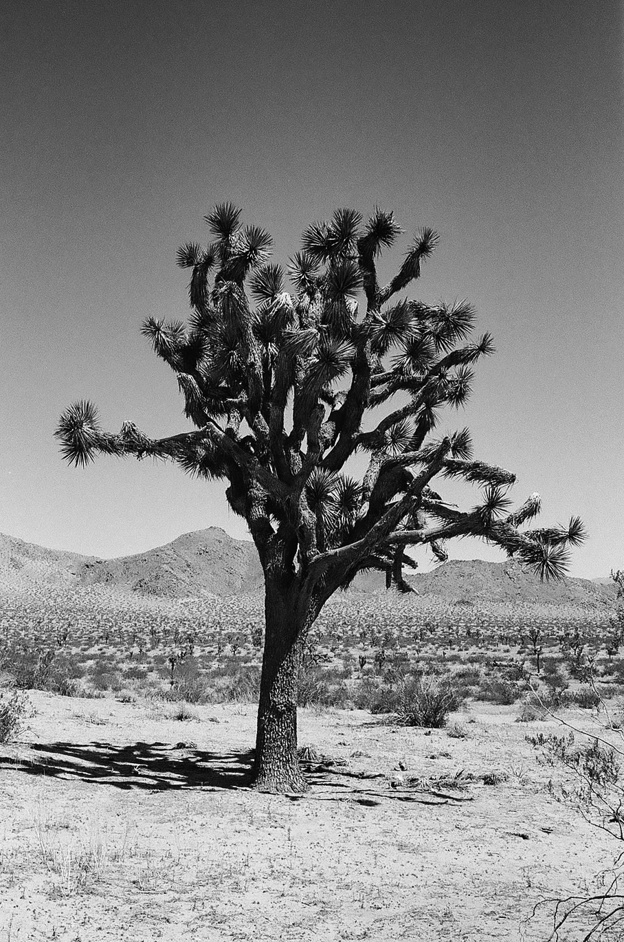 Joshua tree shot on Kodak T-Max 100 with a Leica M4-2, by Jordan