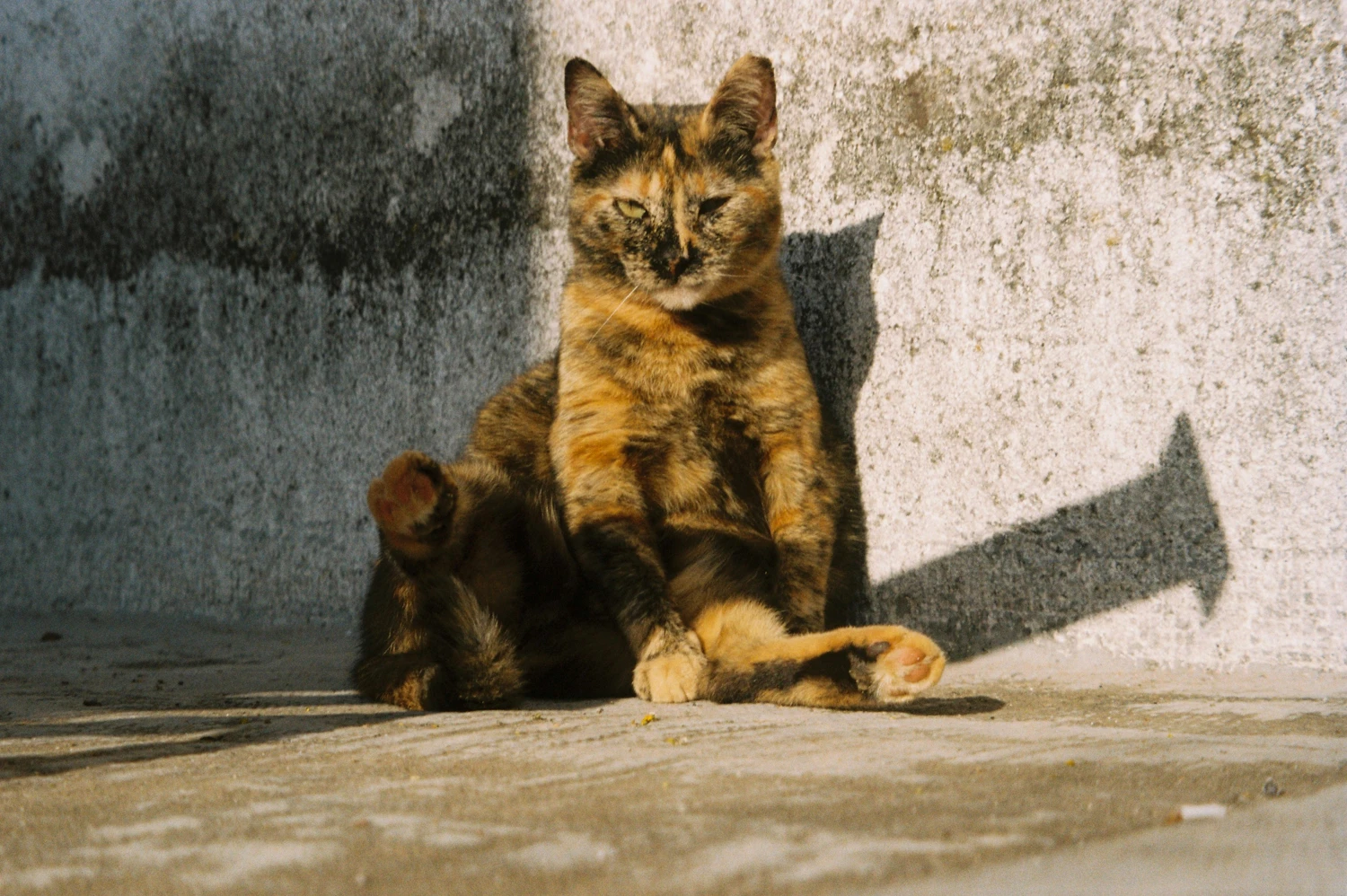 Luna shot on Kodak Gold 200 with a Olympus Mju Zoom 105, by João Neiva