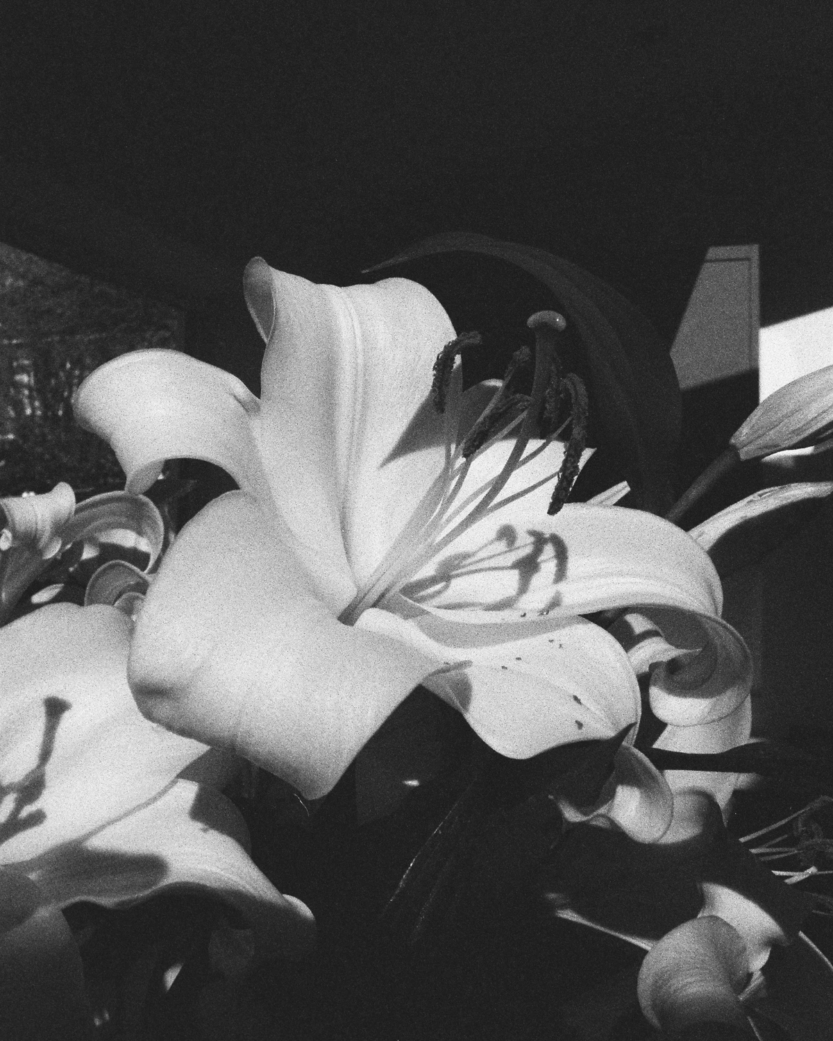 Grainy deets shot on Ilford Delta 3200 with a Pentax P30N, by Fuzzipics
