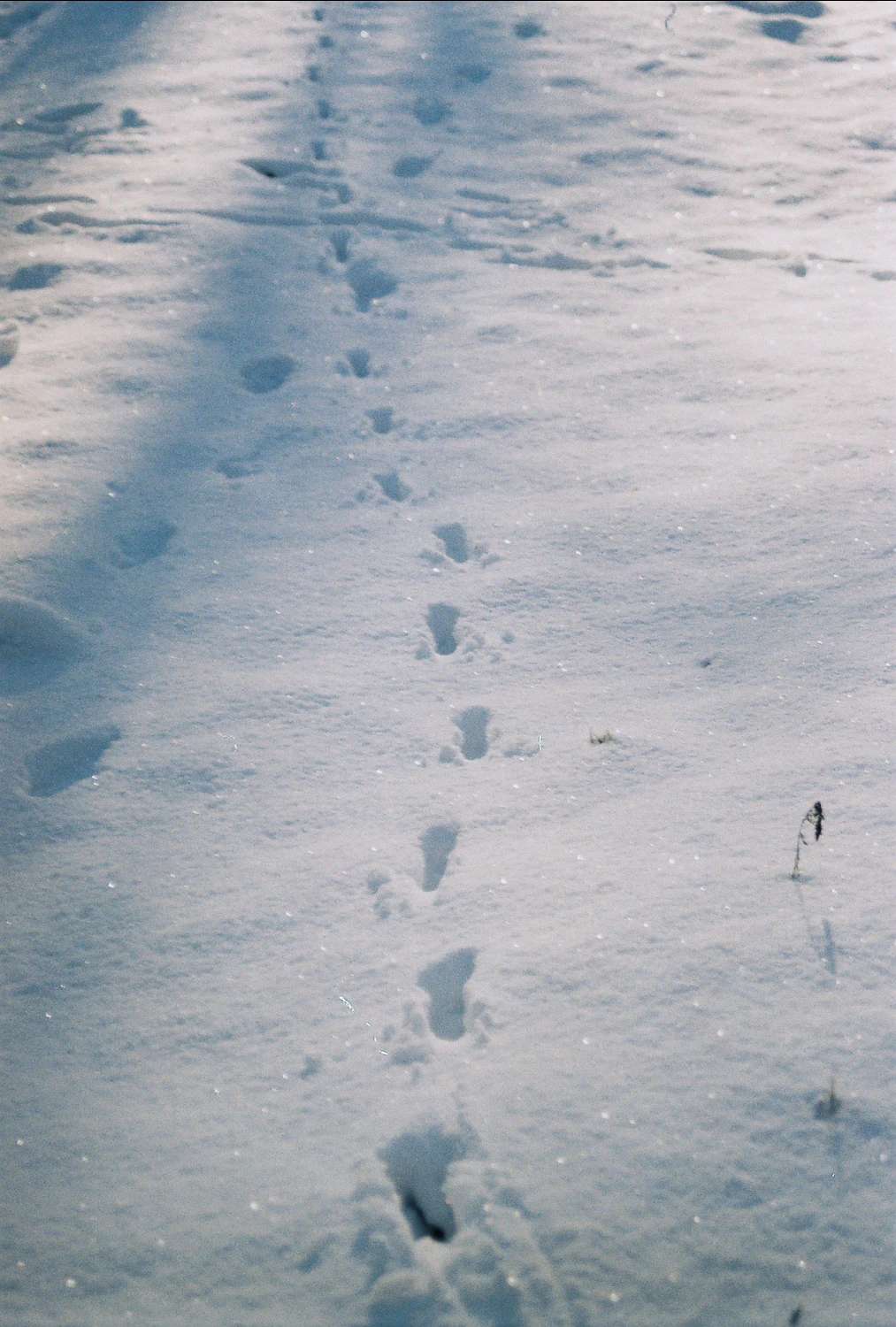 all of my thoughts shot on Kodak ColorPlus 200 with a Nikon F401, by qleszka