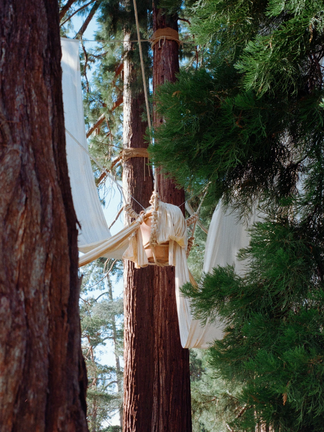 In the trees shot on Kodak Proimage 100 with a Contax TVS III, by Mikołaj Bańka