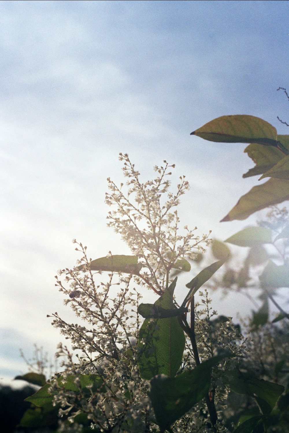 Film photo shot on Kodak Gold 200 with a Zenit 12, by Nika