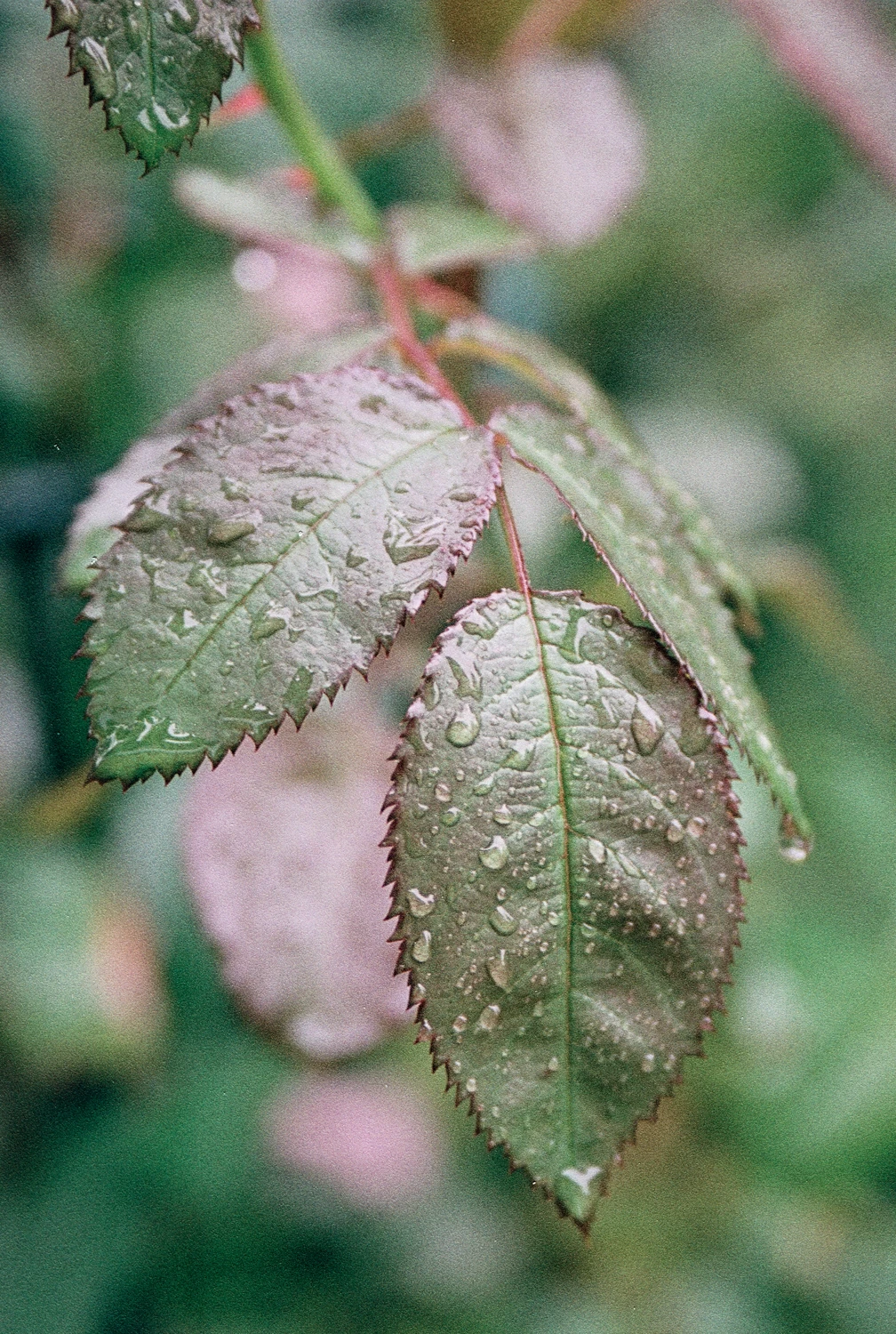 Film photo shot on Silberra Color 160 with a Canon EOS 300, by Sandra Marselly