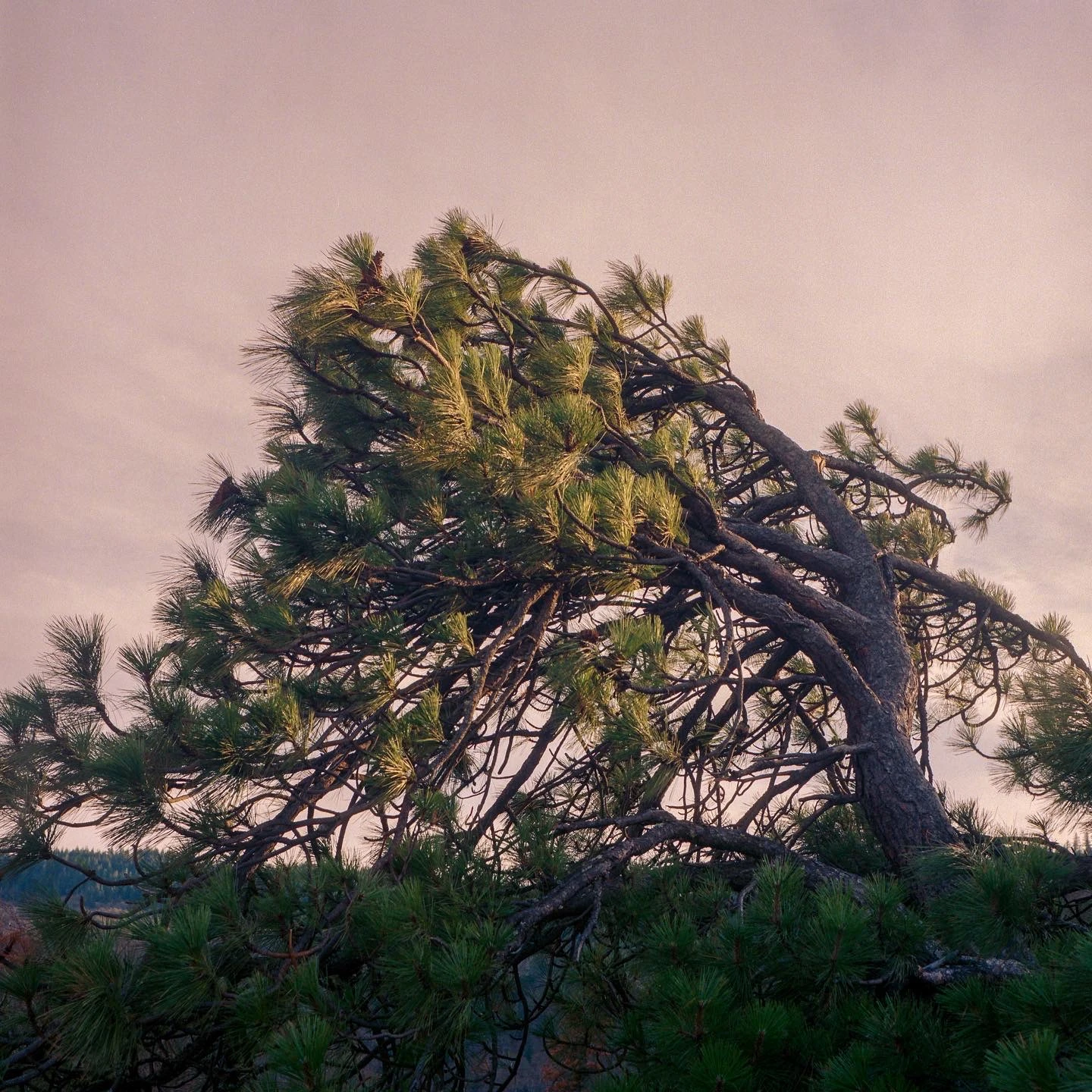 Caressed By The Wind shot on Kodak Portra 400 with a Yashica Mat 120G, by grainy.me