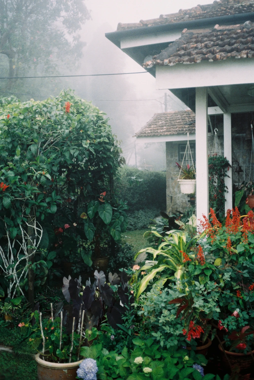 Foggy time shot on Fujifilm FujiColor C200 with a Minolta Hi-Matic SD