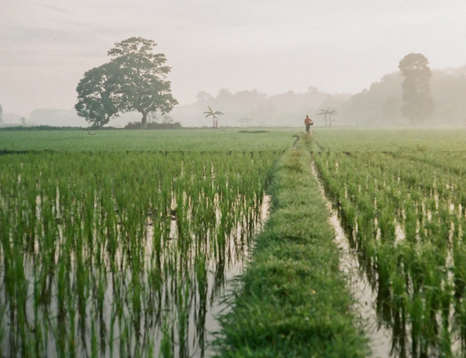 Ricefield shot on Fujifilm Superia Premium 400 with a Yashica E35 GSN, by Haryanto