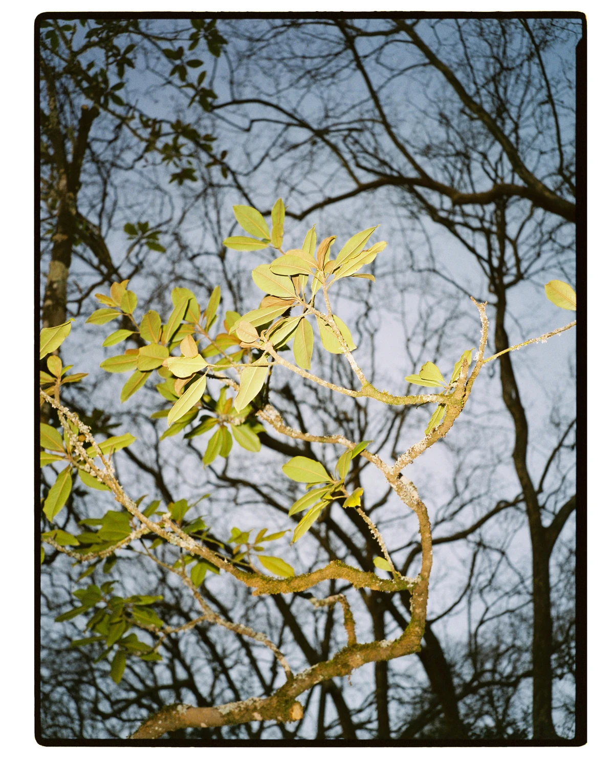 Just a tree shot on Fujifilm Pro 400H with a Fuji GA645i, developed at Carmencita, by Samuel Ferreira