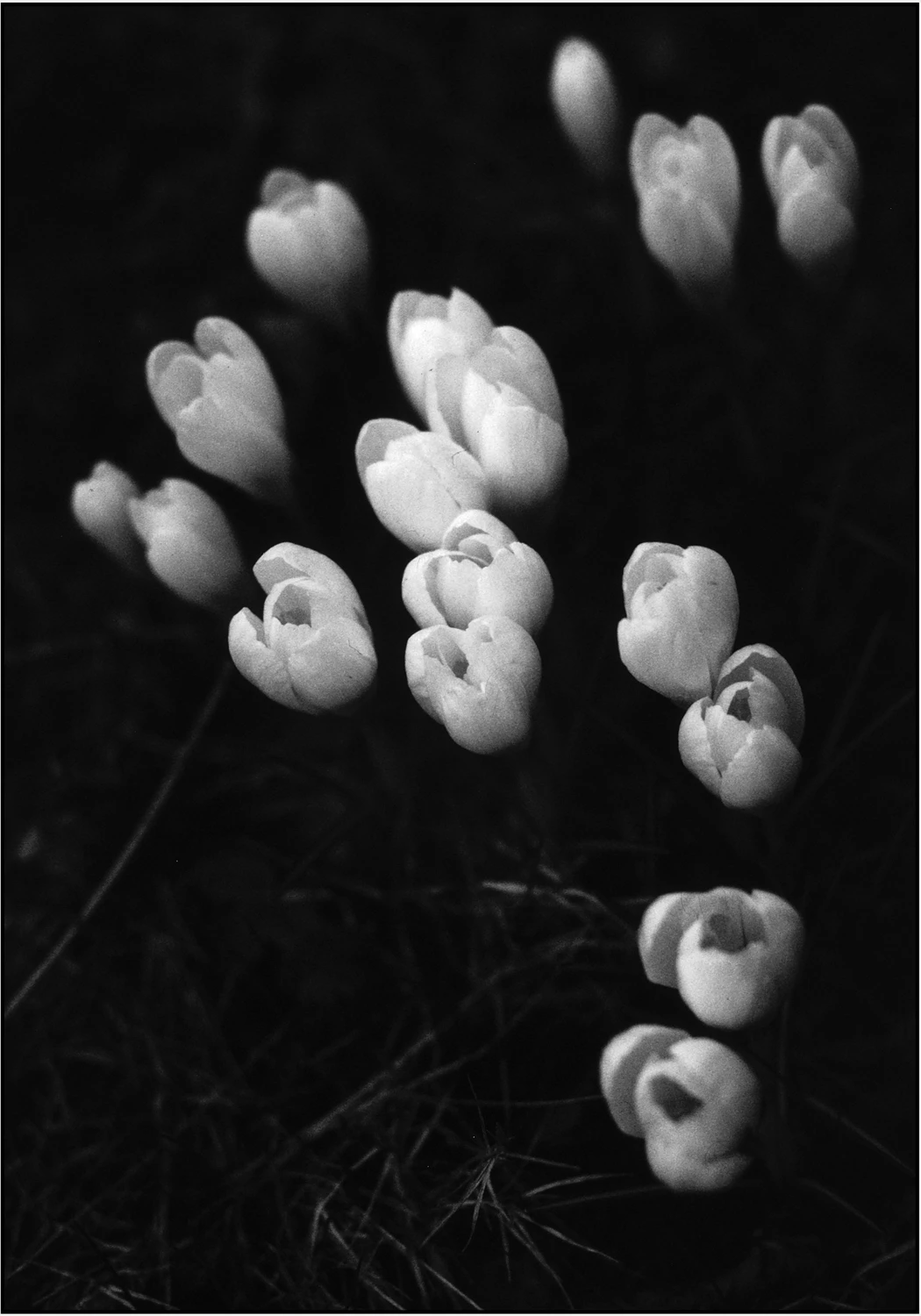 Film photo shot on Foma Fomapan R100 with a Nikon F80, by jmfo
