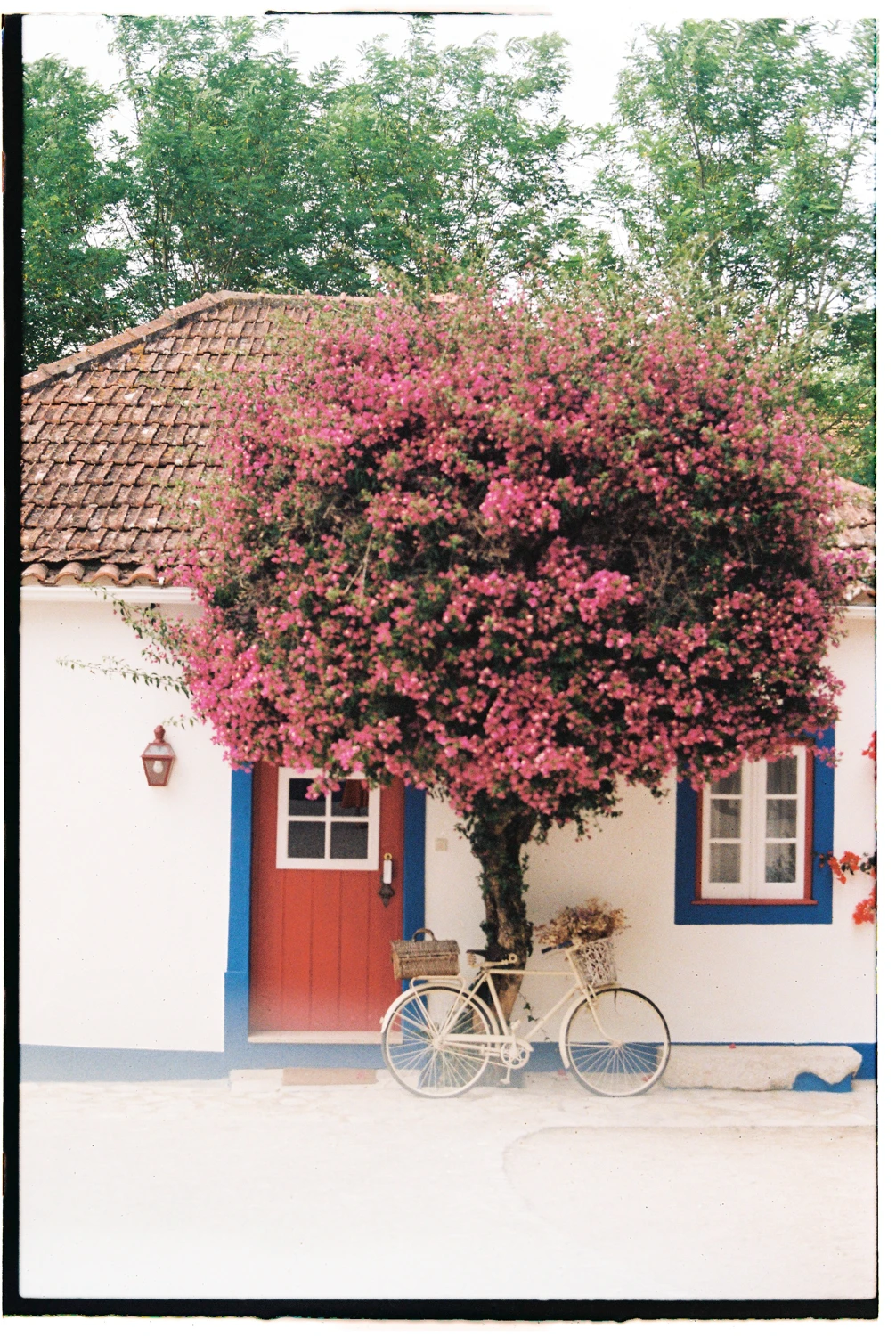 Spring is calling shot on Kodak Gold 200 with a Yashica FX-3, by LauraDeus