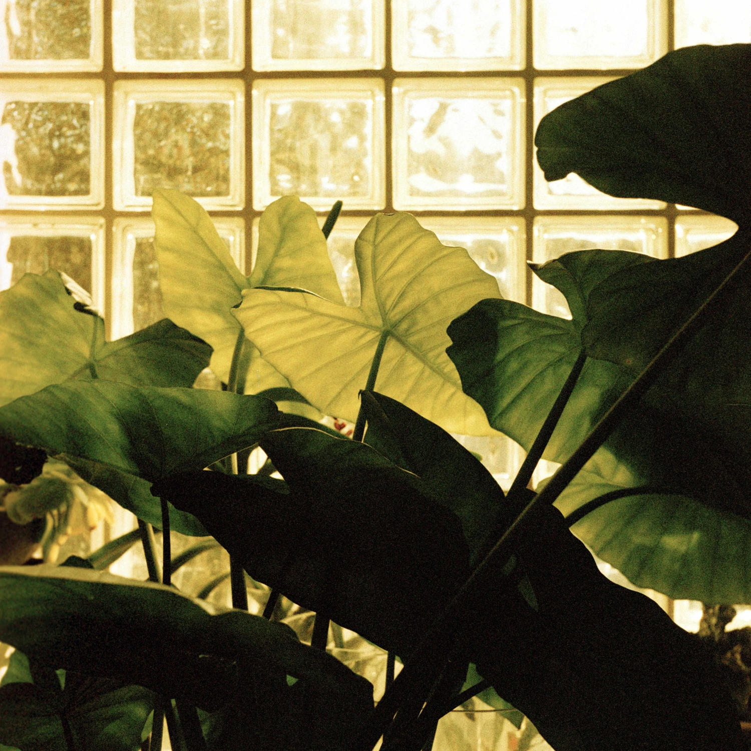 My small jungle shot on Rollei Crossbird 200 with a Rolleiflex Baby 4x4, by Dinography
