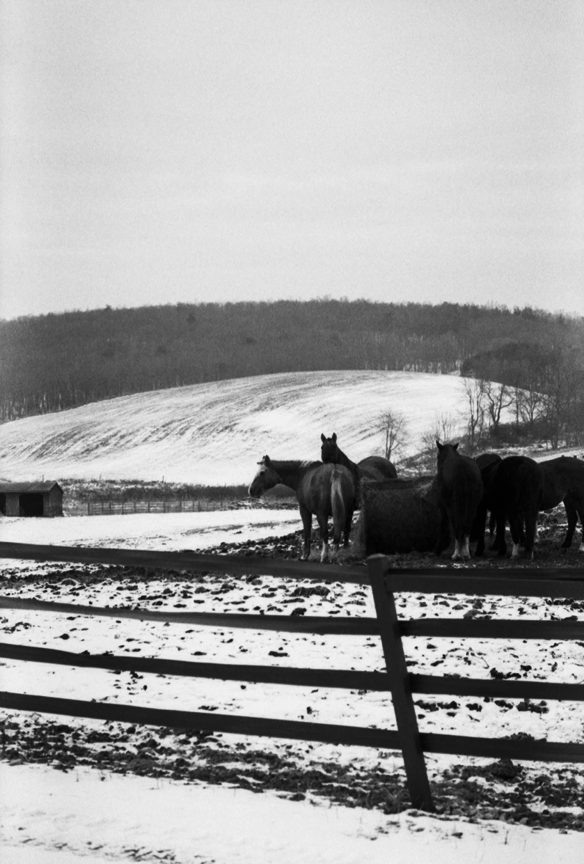 🐎 shot on Film Photography Project X2 Eastman Double-X 200 with a Nikon FM3A, developed at Old school photo lab, by Frank Kernan