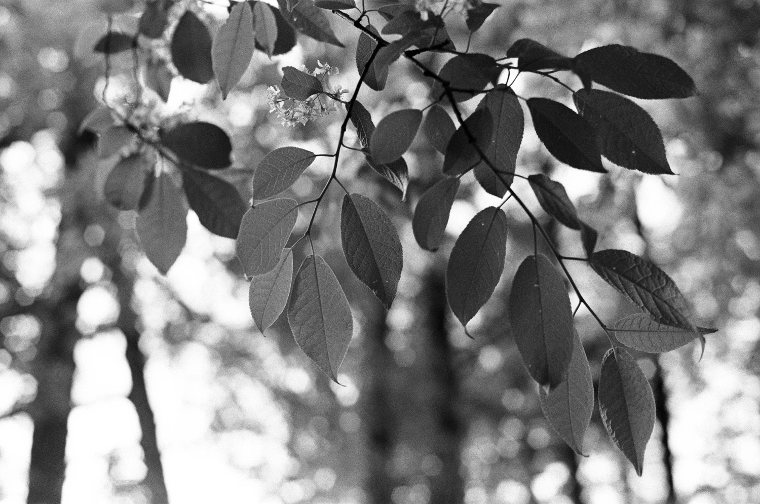 Summer leaves shot on Silberra Pan100 with a Minolta XG-M, by Sasha Avis