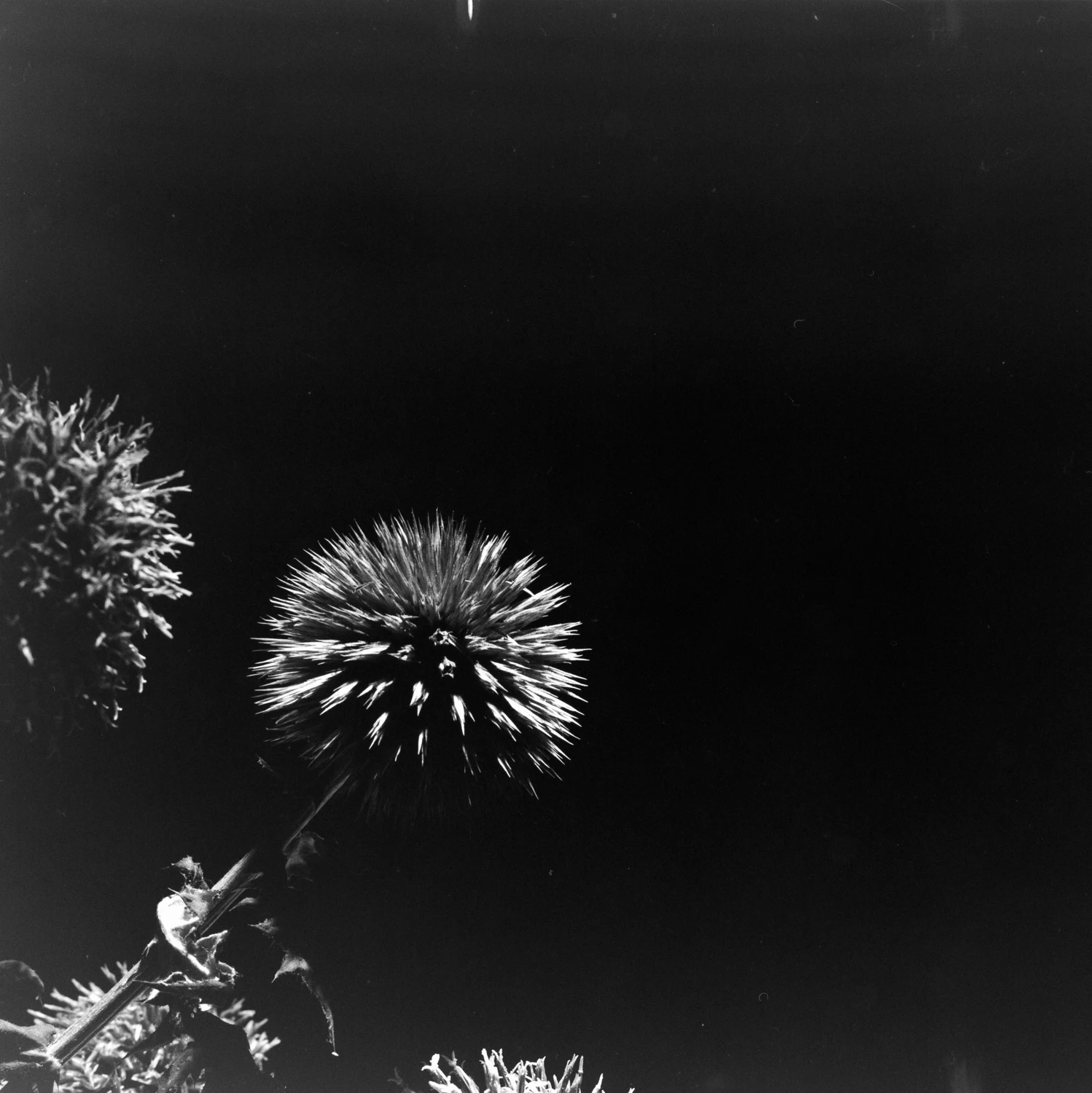 Thistle shot on Film Photography Project Frankenstein 200 with a Graflex Super Speed Graphic, by Peter