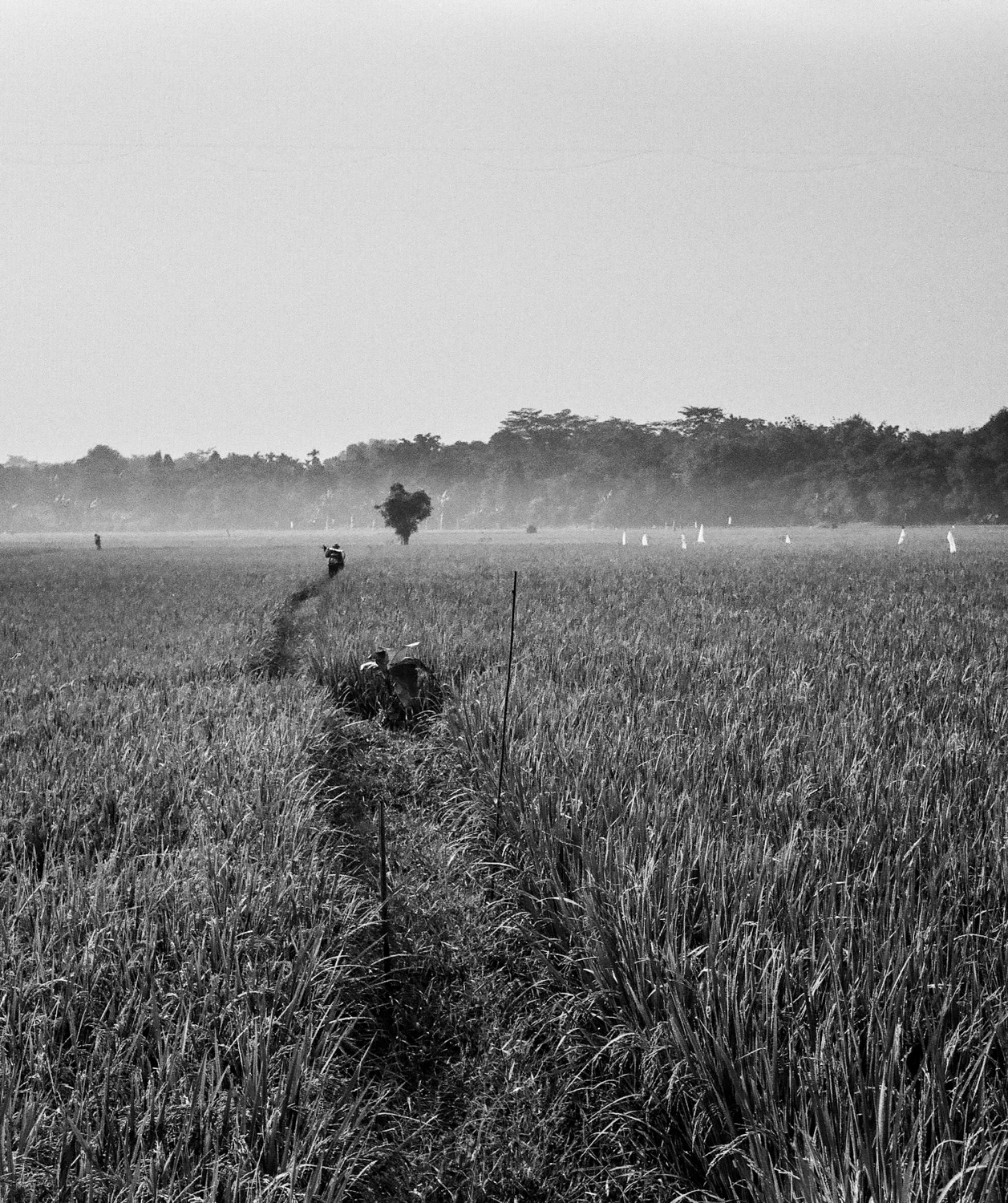 Ricefields shot on Ilford FP4 Plus 125 with a Rollei 35TE, by Haryanto