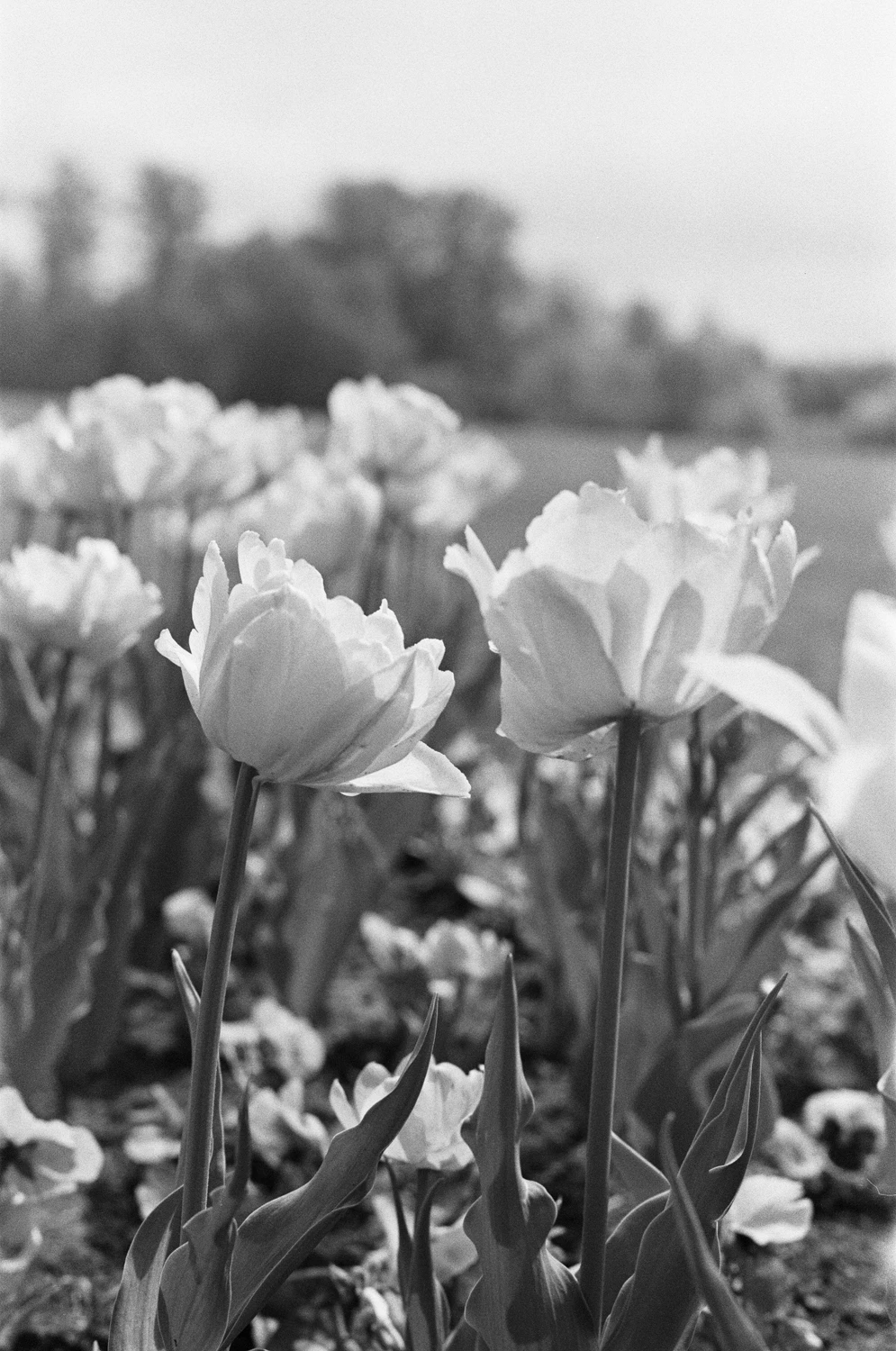 Tulips shot on Silberra Pan100 with a Minolta XG-M, by Sasha Avis