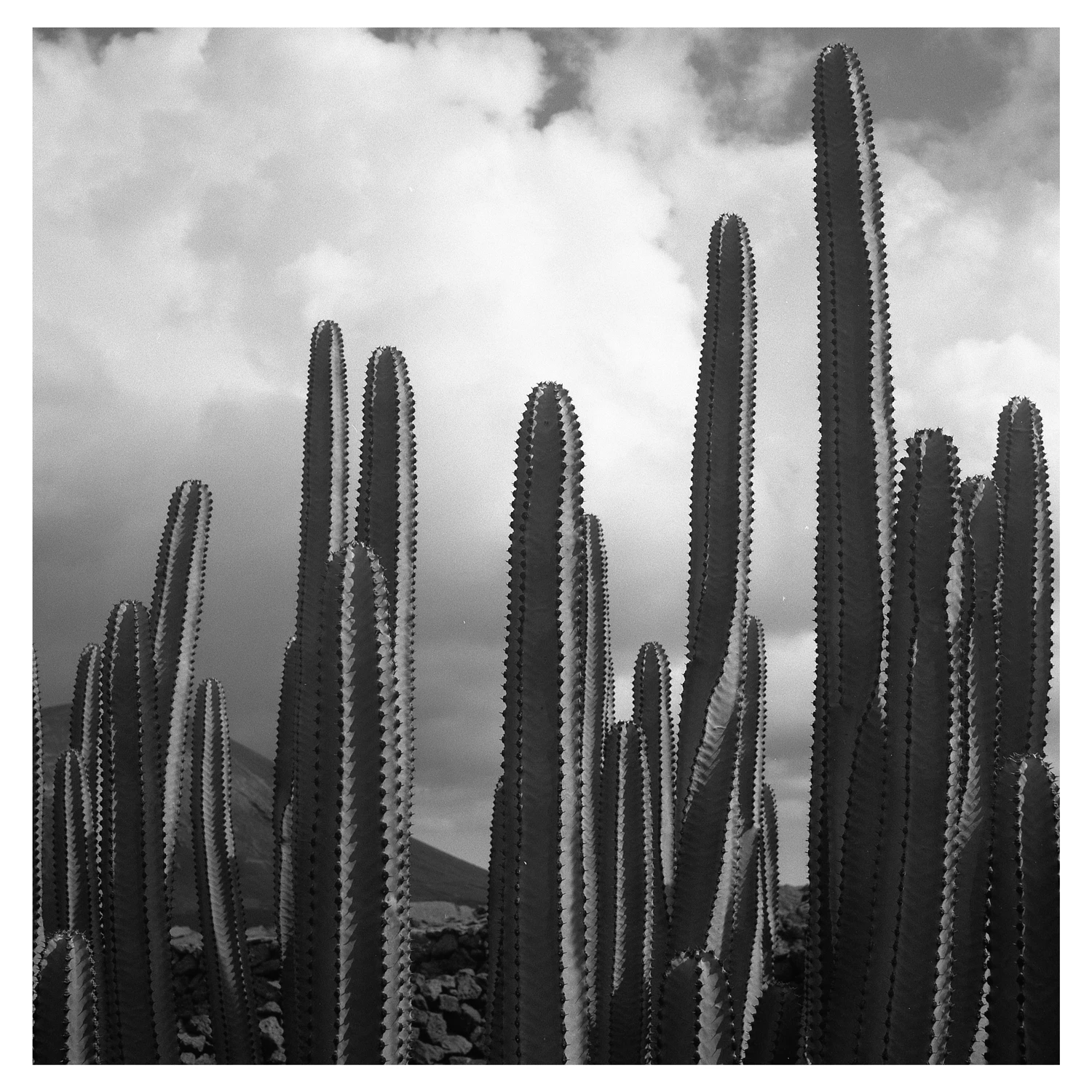 Cactus in Lanzarote shot on Ilford FP4 Plus 125 with a Rolleicord, by Alessandro Benevento