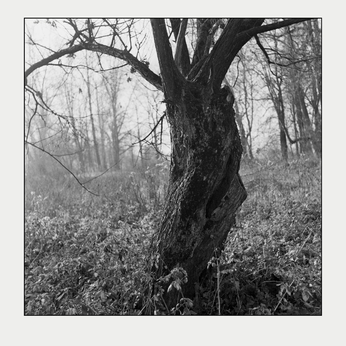 Film photo shot on Foma Fomapan 400 Action with a Rolleicord Vb, by jmfo