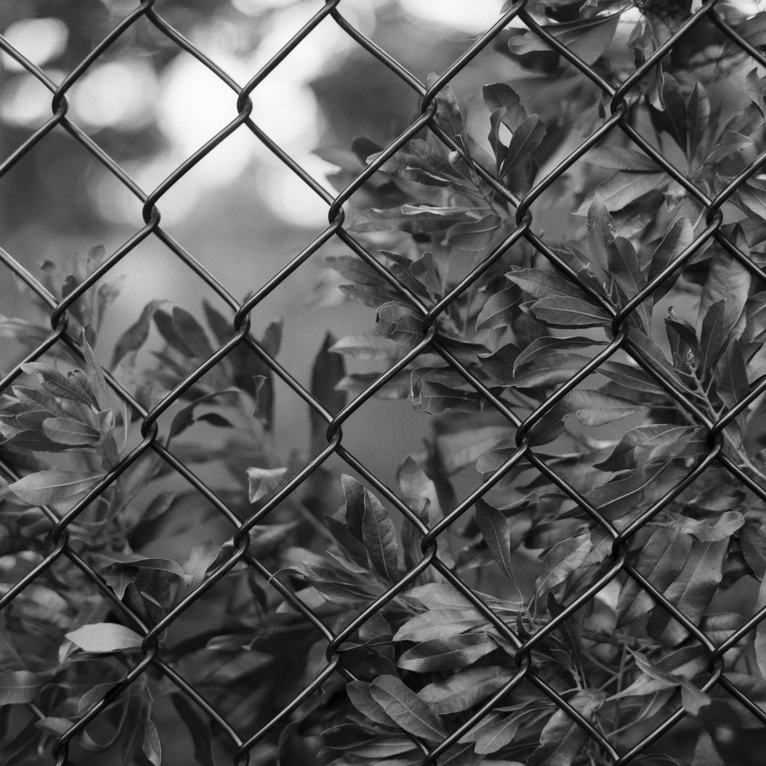 Fence Texture shot on Film Photography Project Wolfman 100 with a Mamiya C220, by Emily Baron