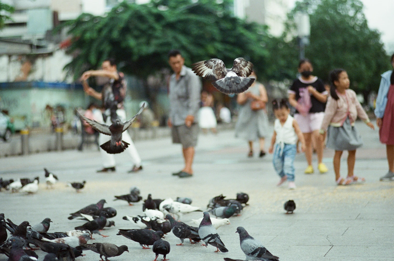 Pigeons shot on Kodak Vision 3 500T with a Pentax MZ-3, by Lucas Lee