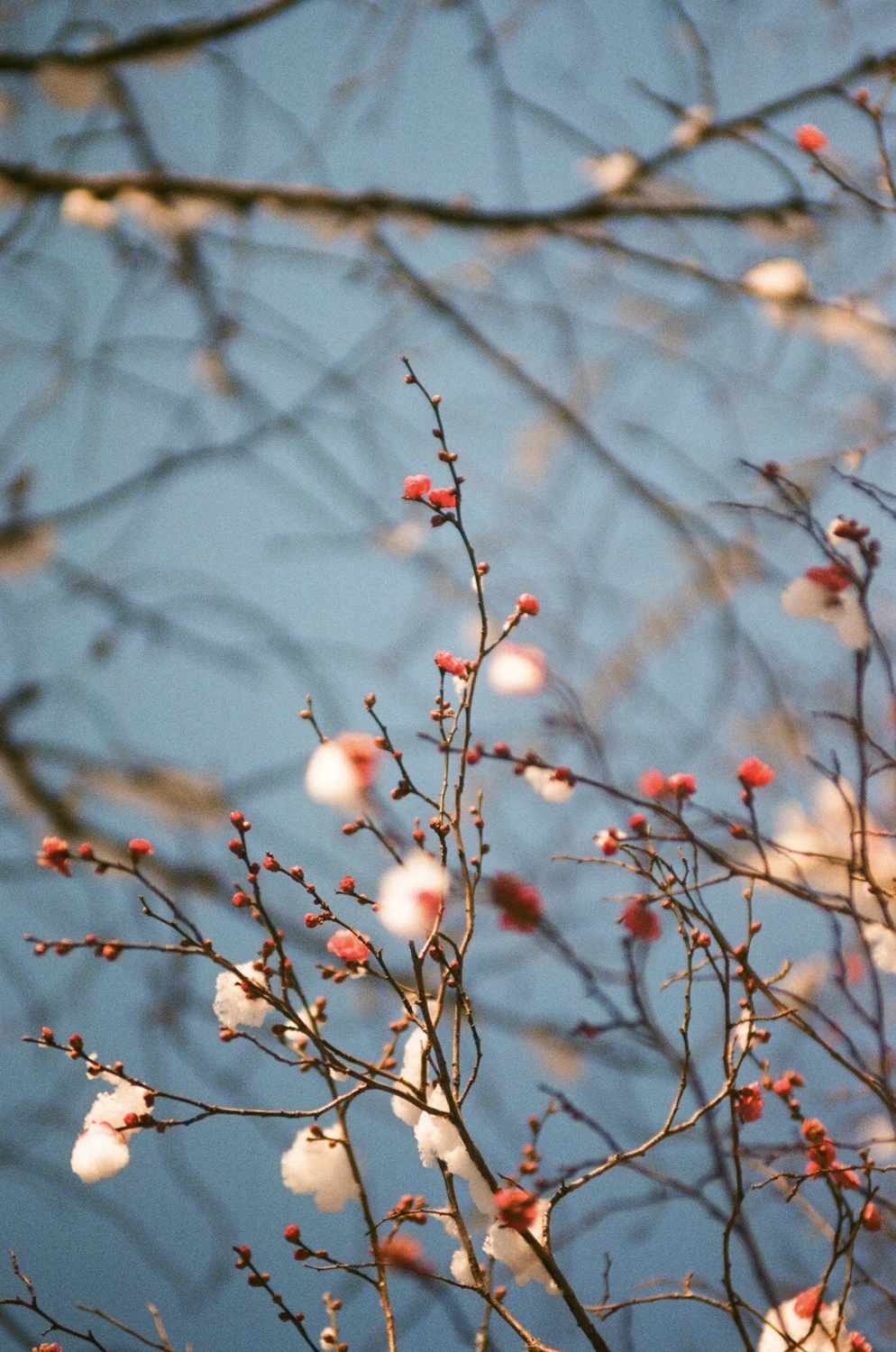 Film photo shot on Fujifilm Superia Premium 400 with a Canon EOS 7, by Taito Suzuki