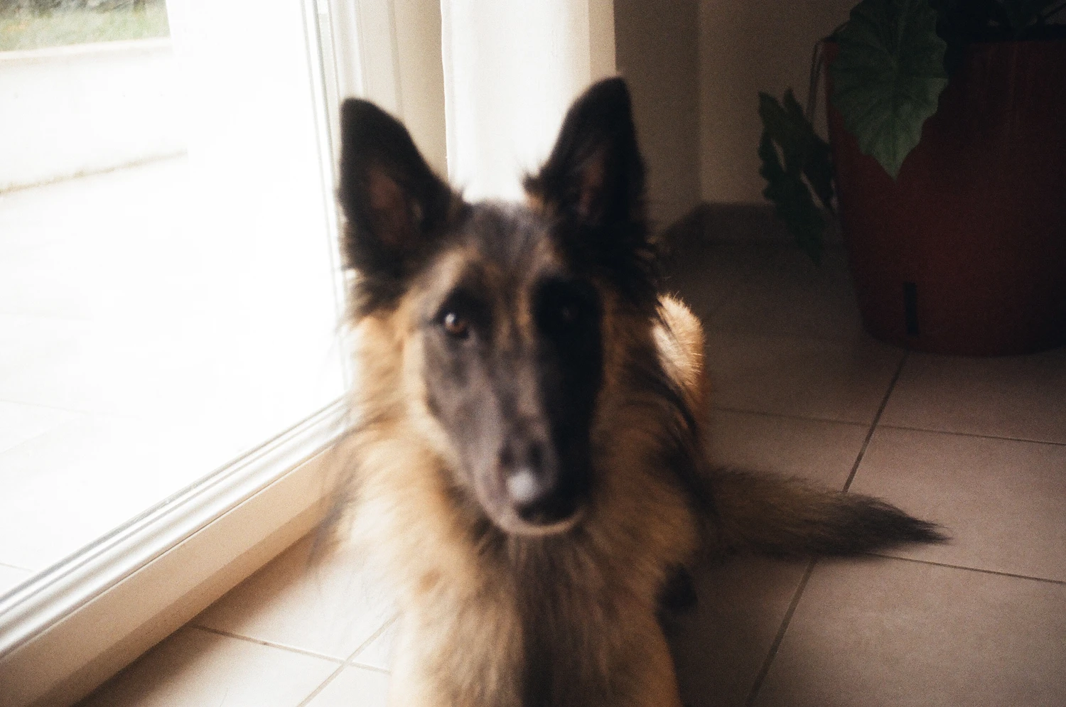 Romy shot on Kodak Gold 200 with a Chinon CXII, by Cha