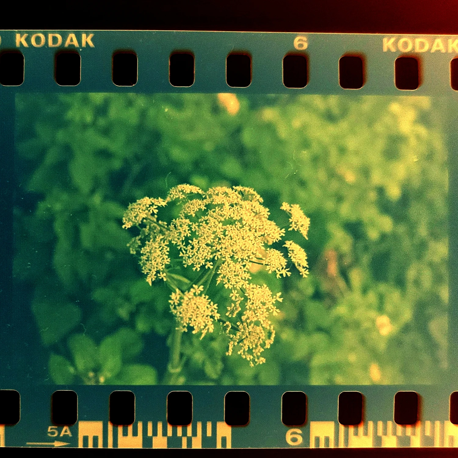 Elderflower (Neg pic) shot on Kodak UltraMax 400 with a Nikon F501, by Mikey M