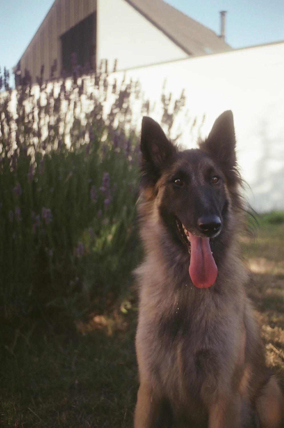 Romy ♥️ shot on Kodak Gold 200 with a Pentax IQZoom 900, by Cha