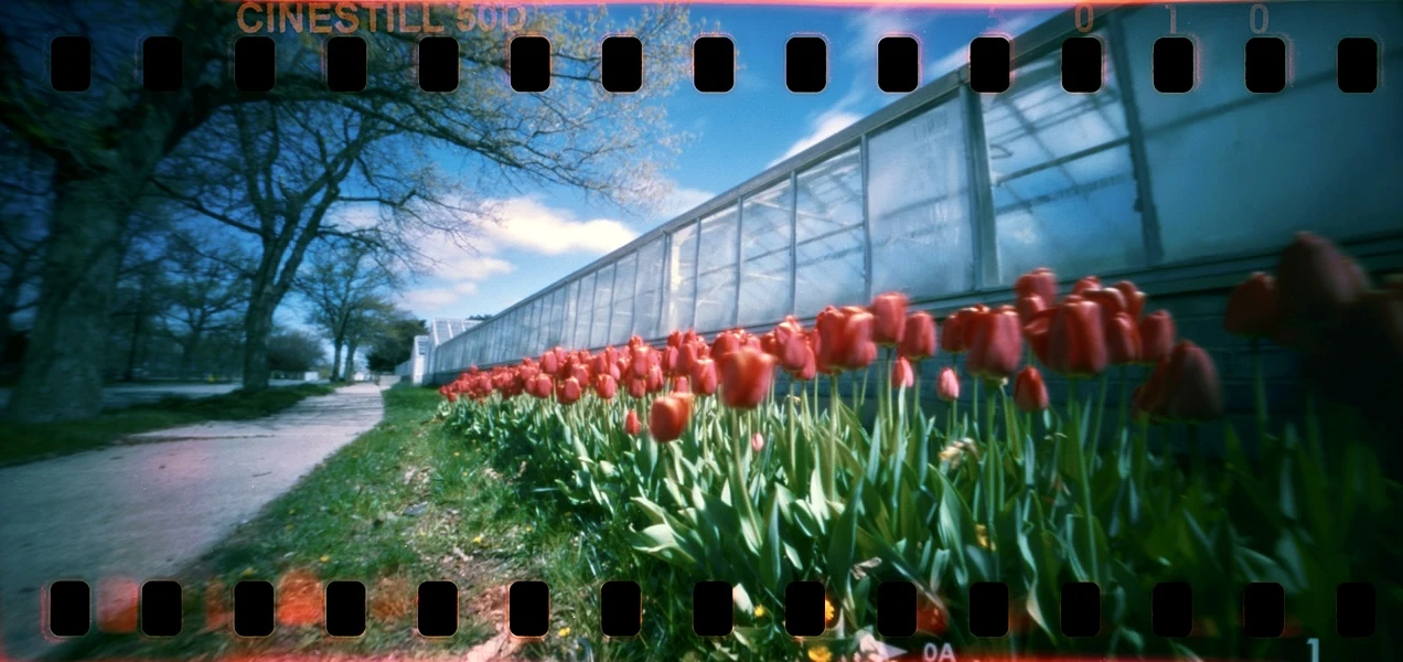 Belle Isle Tulips shot on Cinestill 50D with a ONDU 135 Panoramic, by Katie Mollon