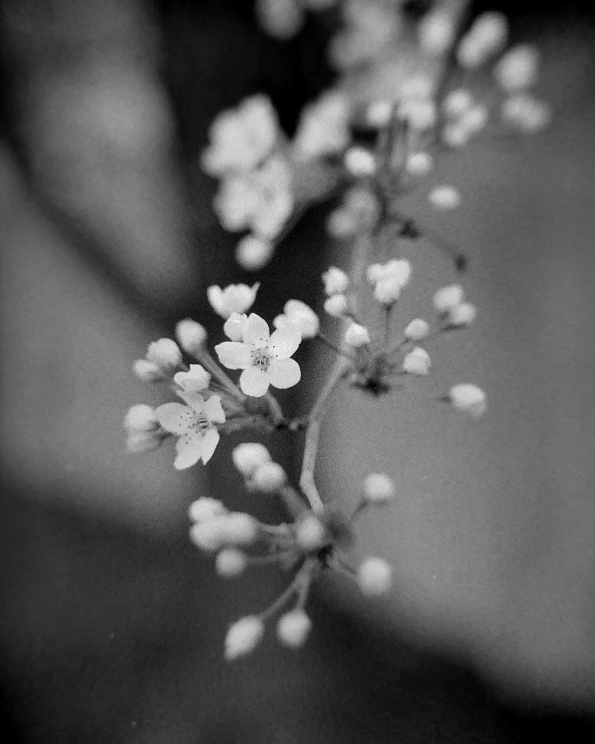 Spring Blossoms shot on Ilford HP5 Plus 400 with a Olympus OM-G, by Andrew