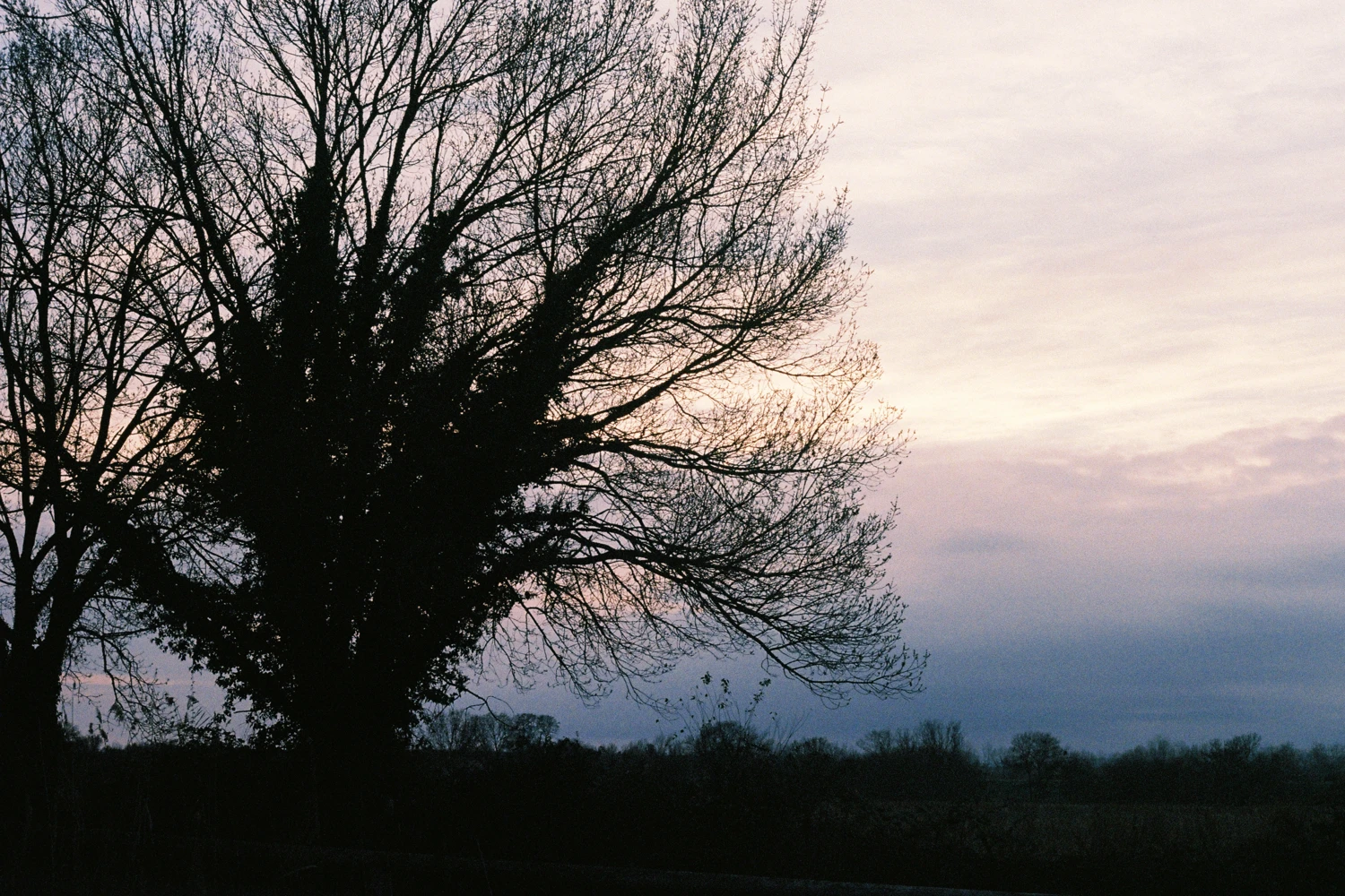 Tree at sunset shot on Dubblefilm Daily Color 400 with a Canon AE-1 Program, by Paue