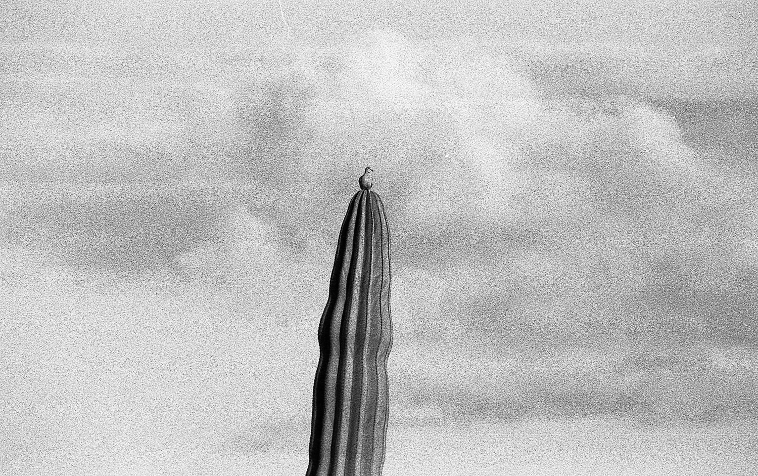Bird on a cactus shot on Ilford HP5 Plus 400 with a Minolta XG-S, developed at Home / Self-Developed, by Elia