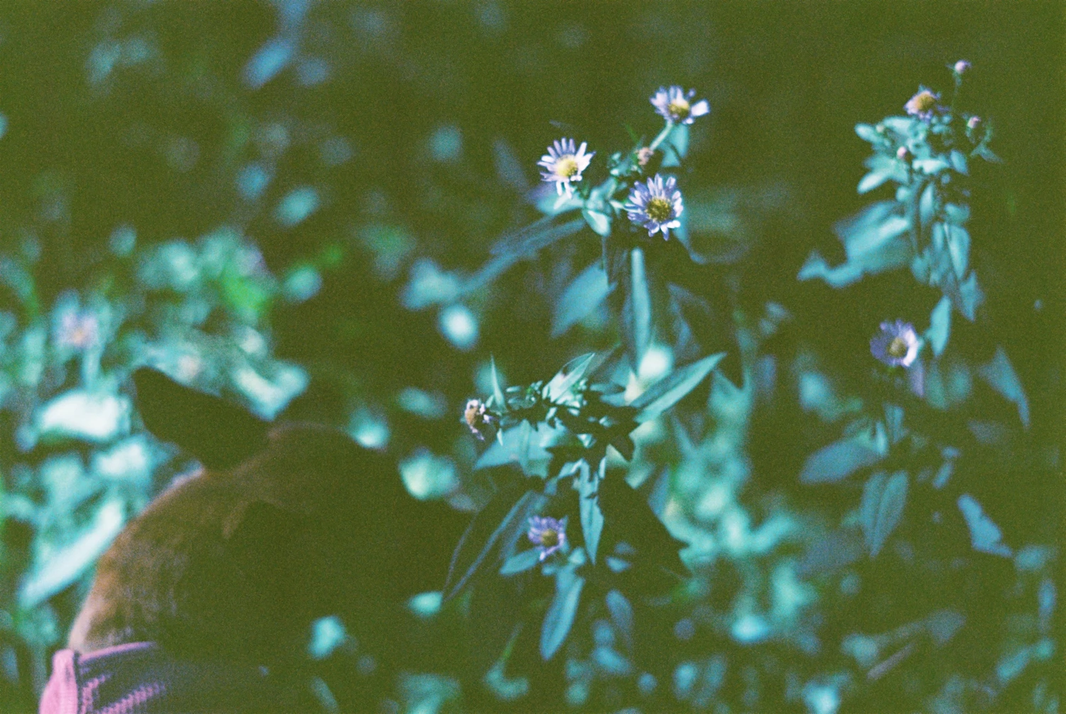 Flower Girl shot on Kodak Portra 400 with a Leica M3, developed at Fred Meyers, by Kai