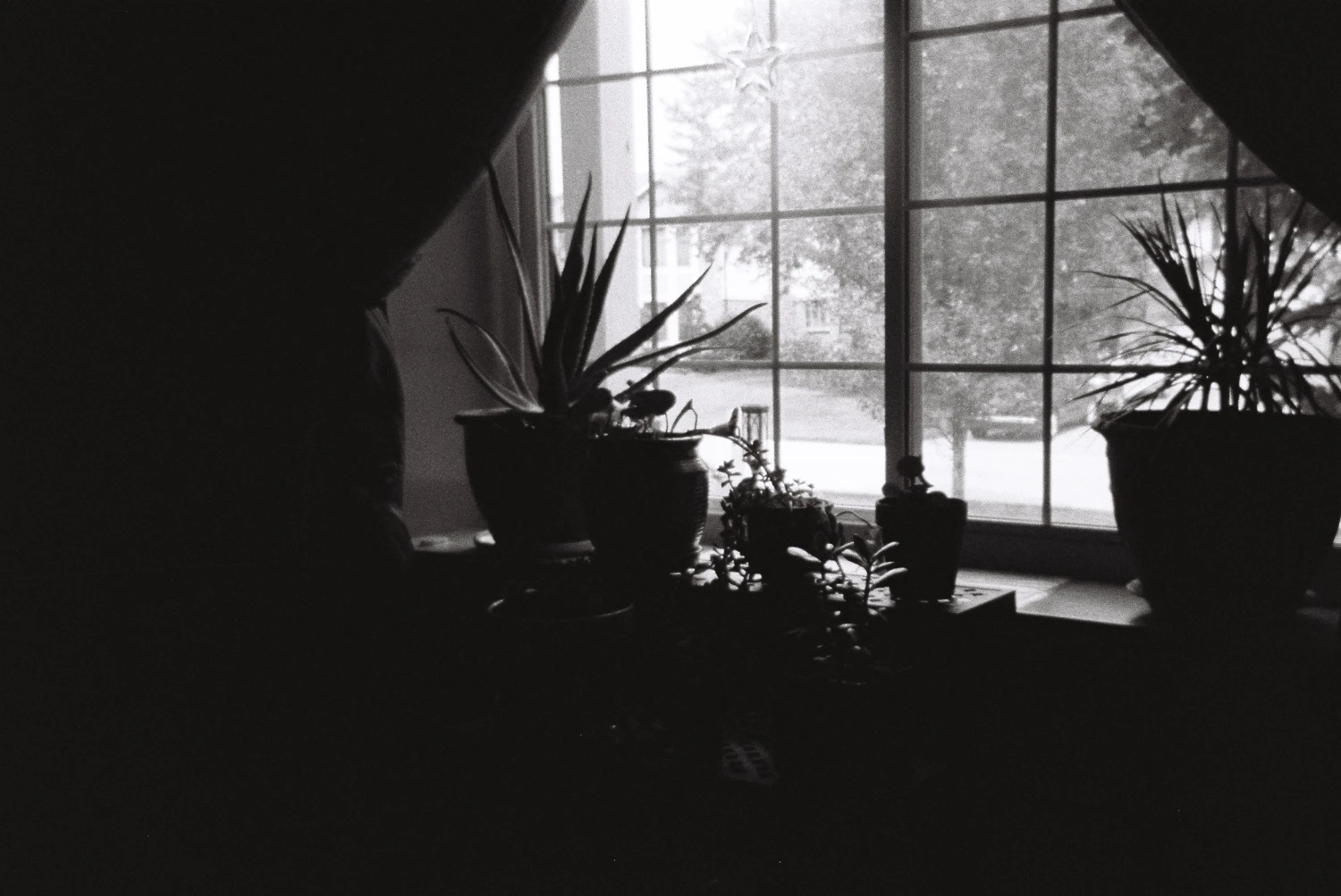 the plant window shot on Arista EDU Ultra 400 with a Suntone MM252, by Mustafa Tikiwala
