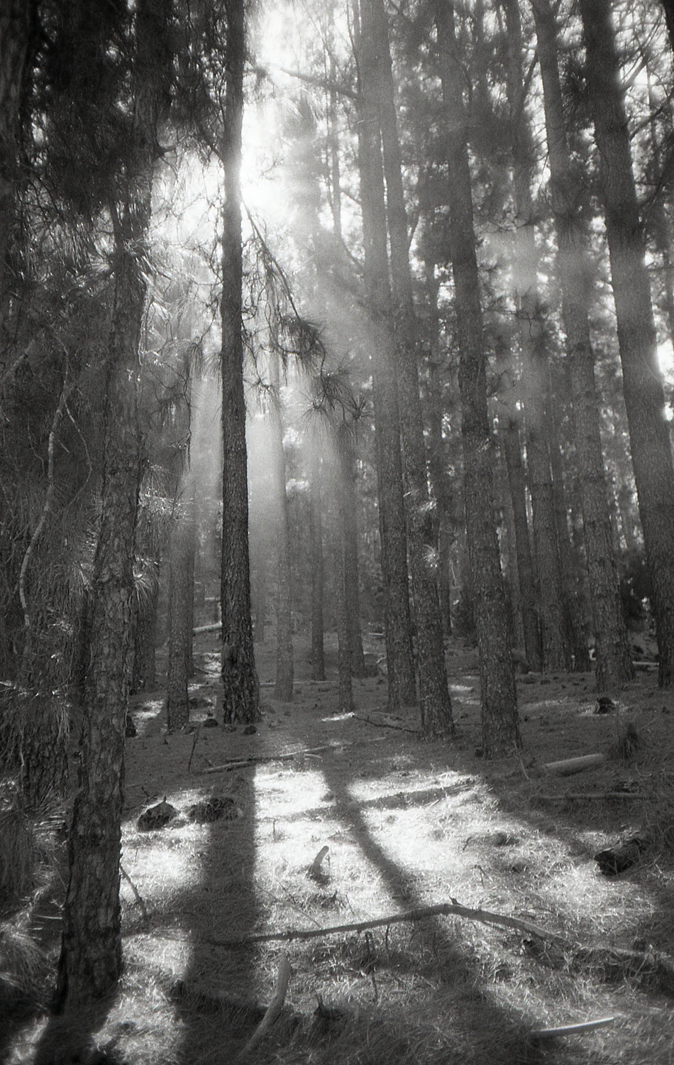 Tenerife 🗻 shot on Nation Photo Nation Photo 400 with a Canon Prima AF-9S, developed at Nation Photo, by Tim