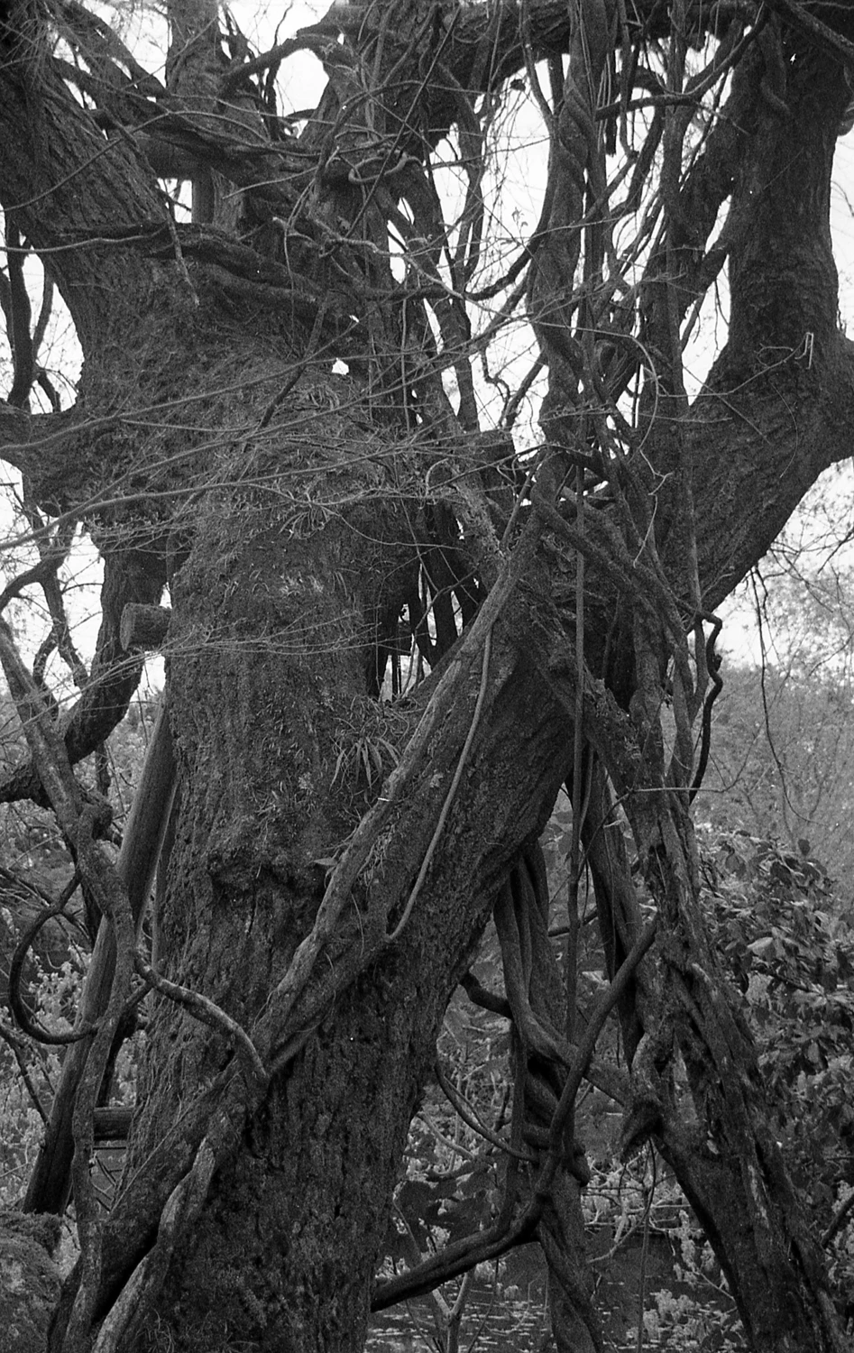 Tangled shot on Orwo N75 with a Minolta Alpha 303si Super, by Salma